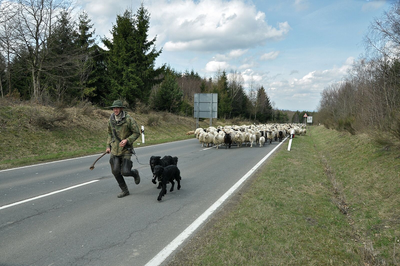 Nikon D90 sample photo. Sheep, nature, livestock photography