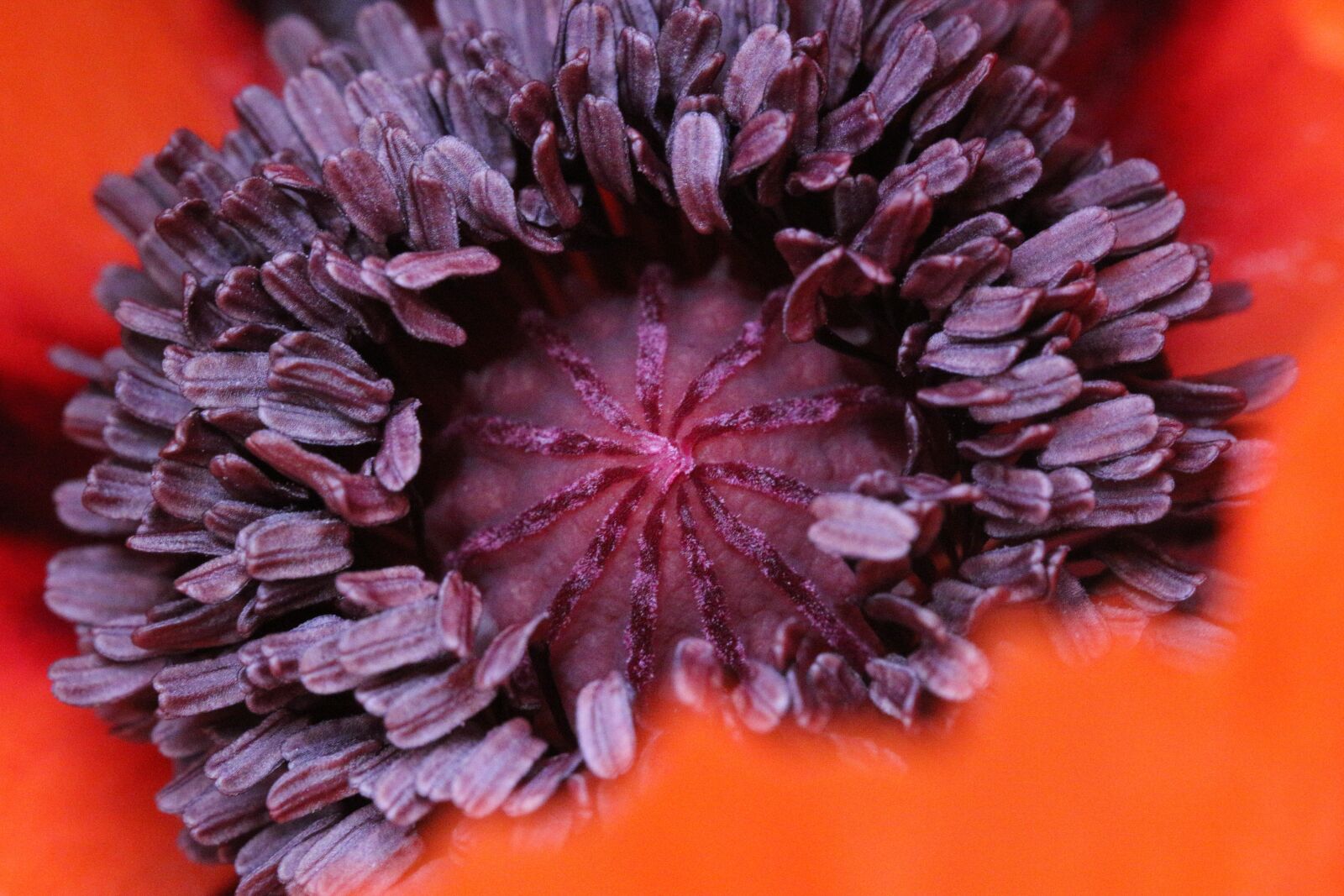 Canon EF 100mm F2.8L Macro IS USM sample photo. Heart of poppy, macro photography