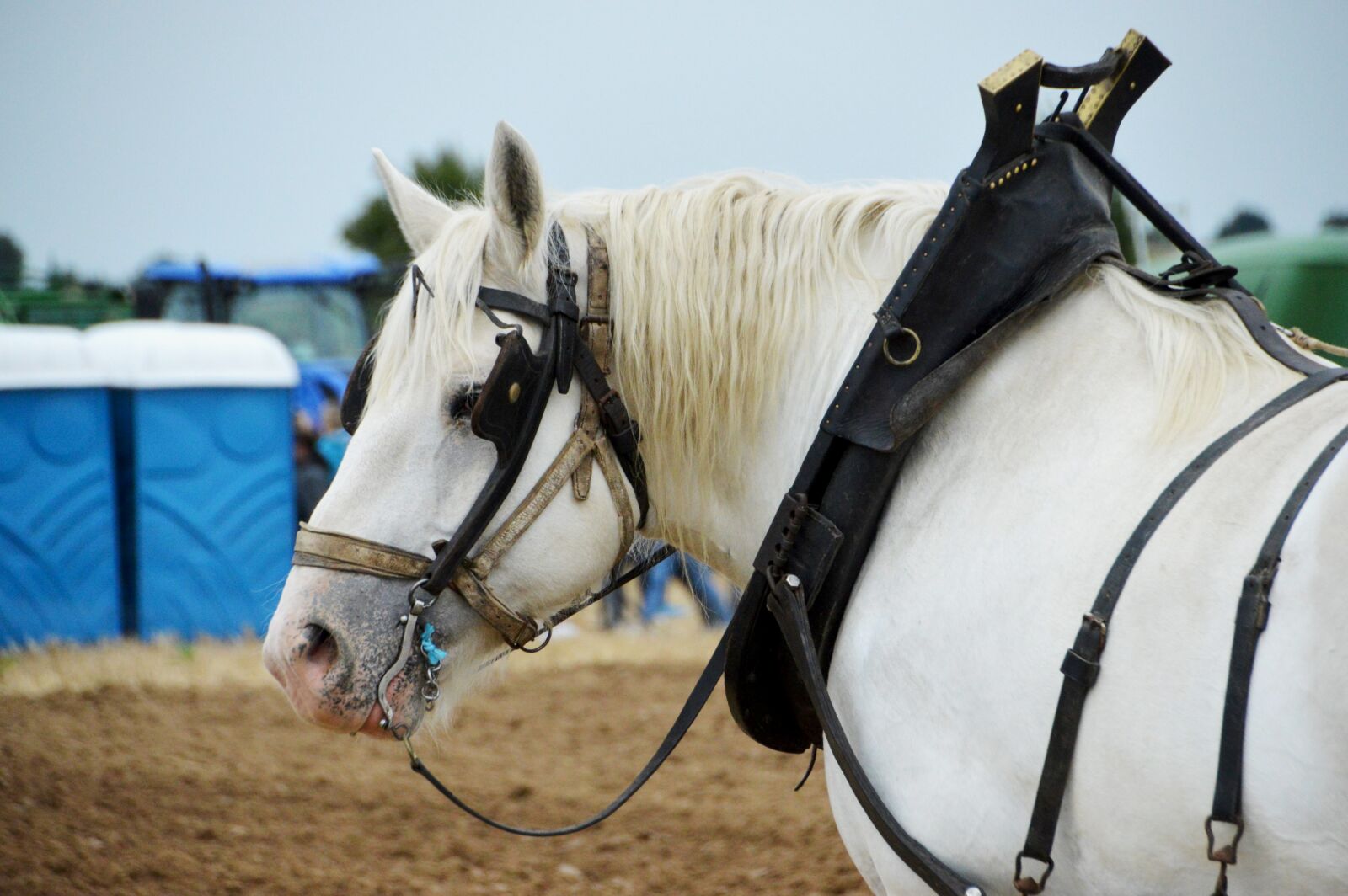 Nikon D3200 sample photo. Horse, a workhorse, animal photography