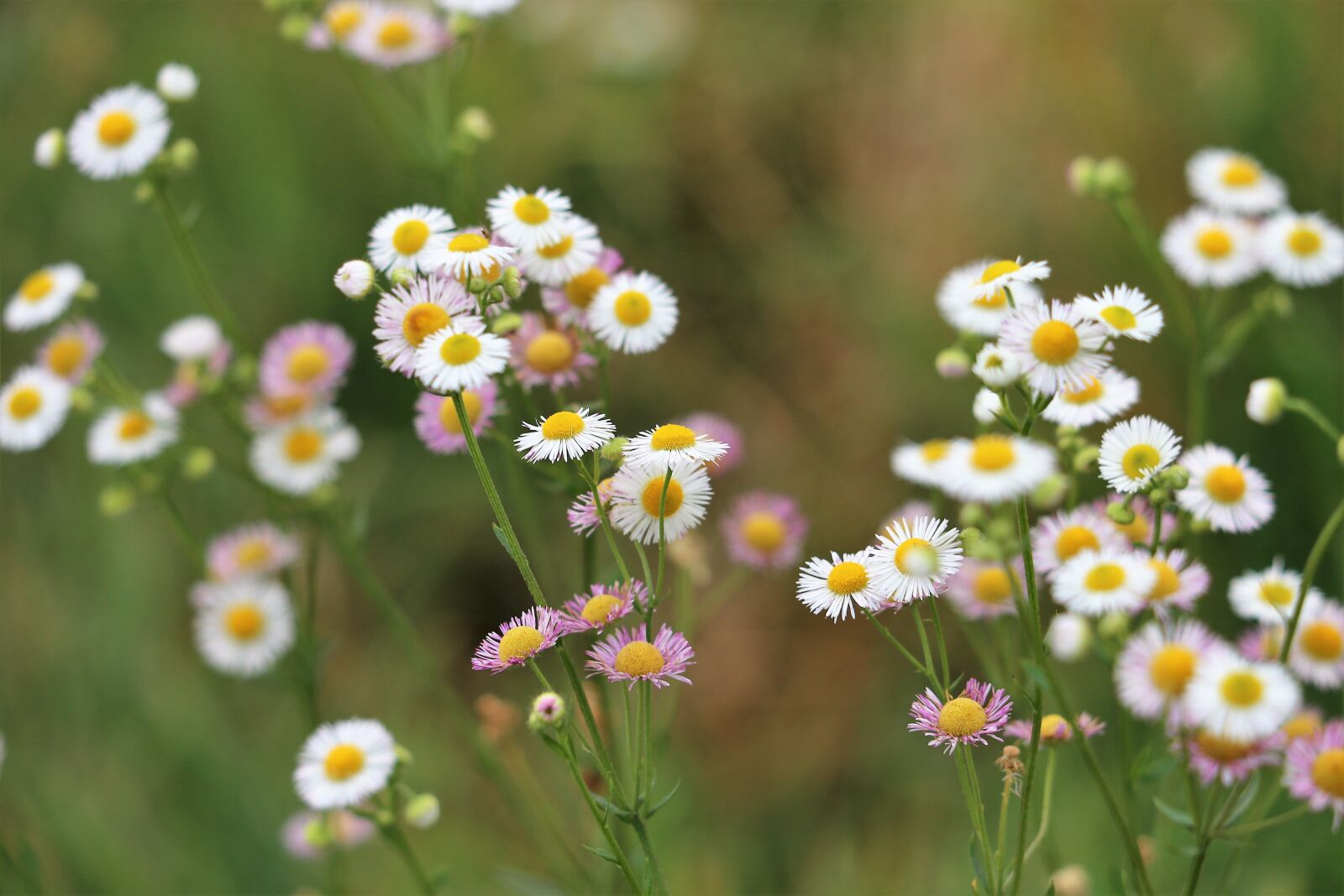 Canon EF 70-300 F4-5.6 IS II USM sample photo. Erigeron annuus, daisy fleabane photography