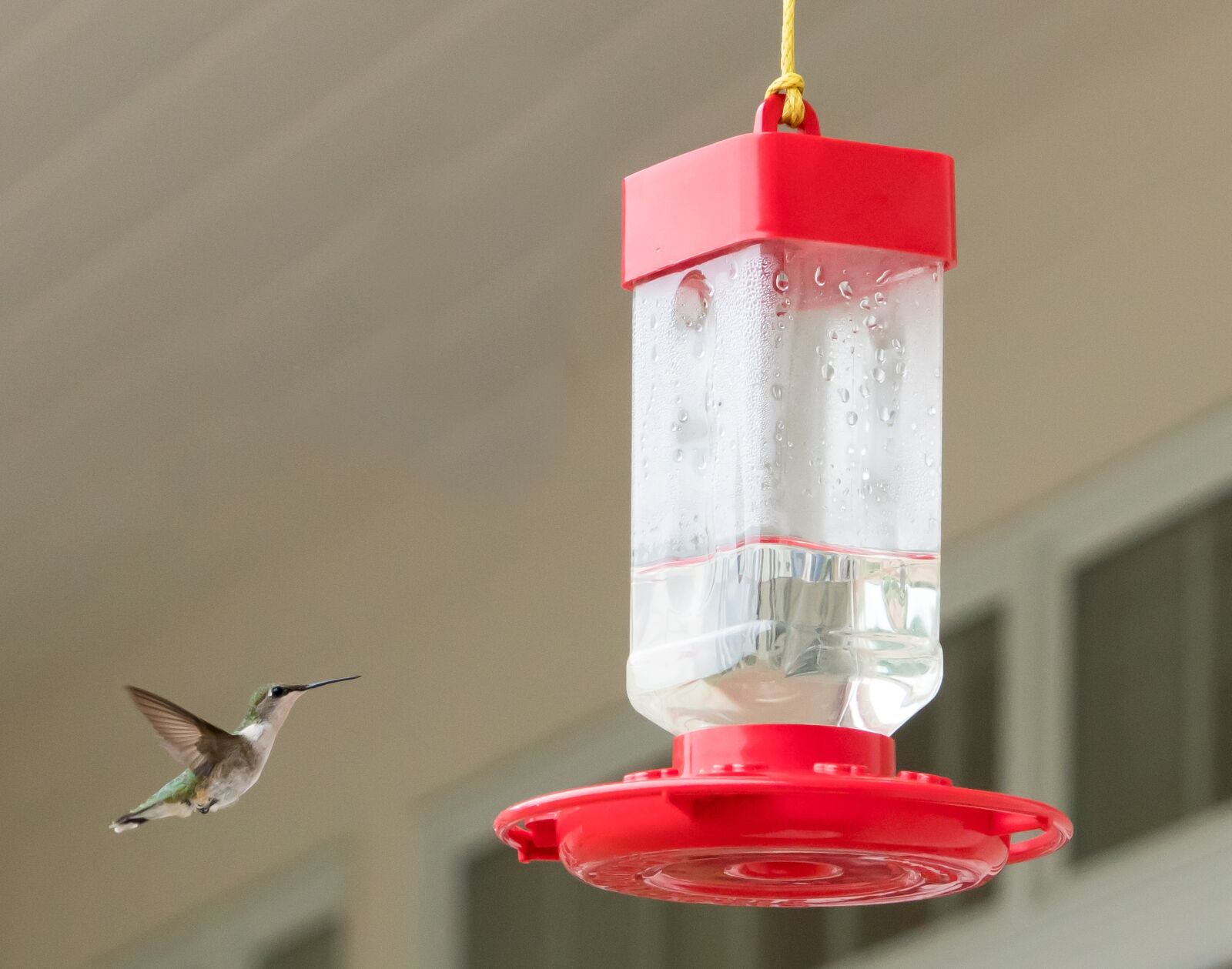 Sony a7R II + Sony FE 24-240mm F3.5-6.3 OSS sample photo. Hummingbird, flying, feeder photography