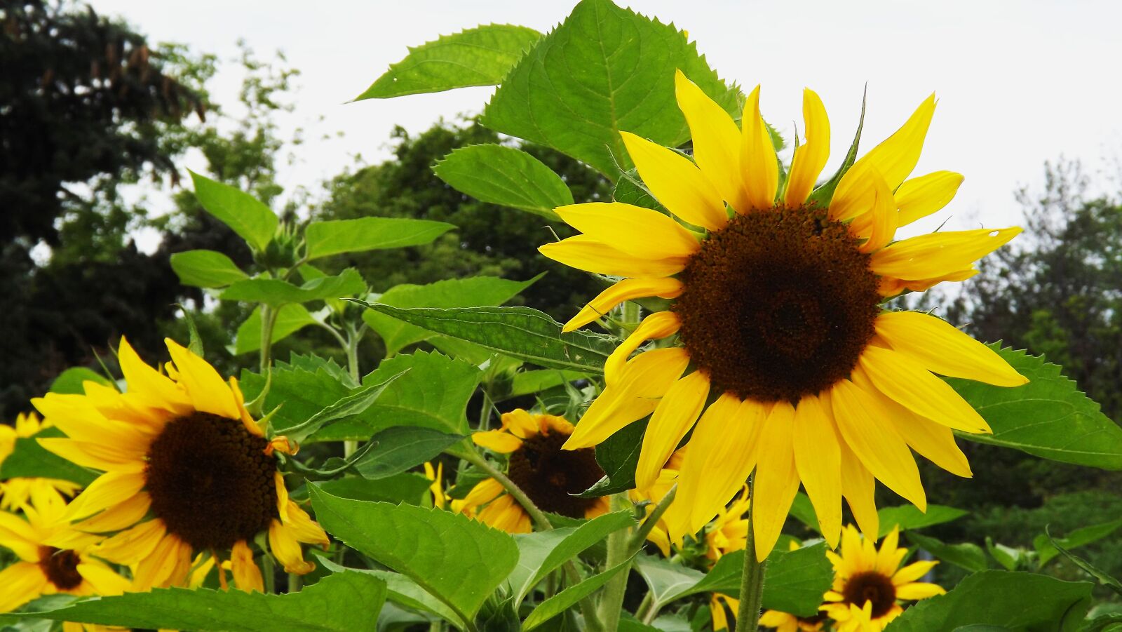 Fujifilm FinePix S3400 sample photo. Flowers, sunflower, spring photography