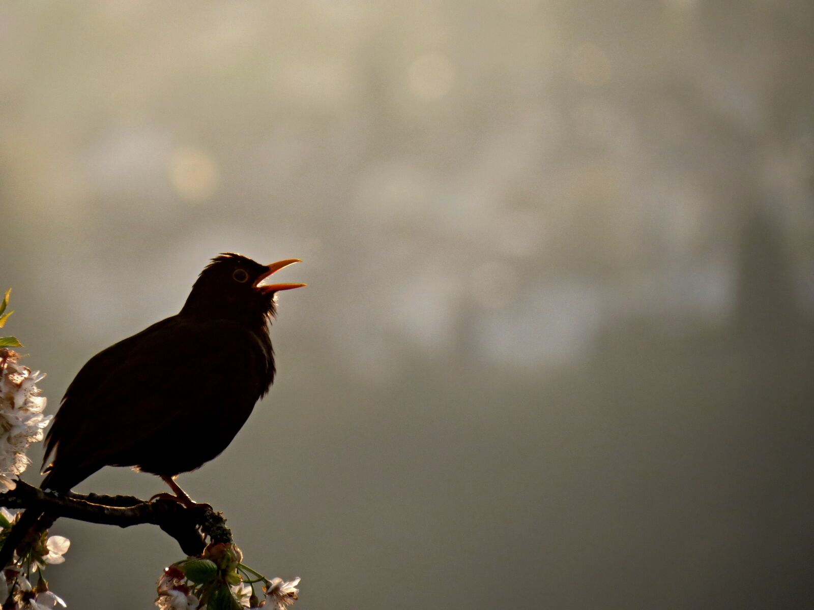 Canon PowerShot SX40 HS sample photo. Blackbird, bird, singing photography