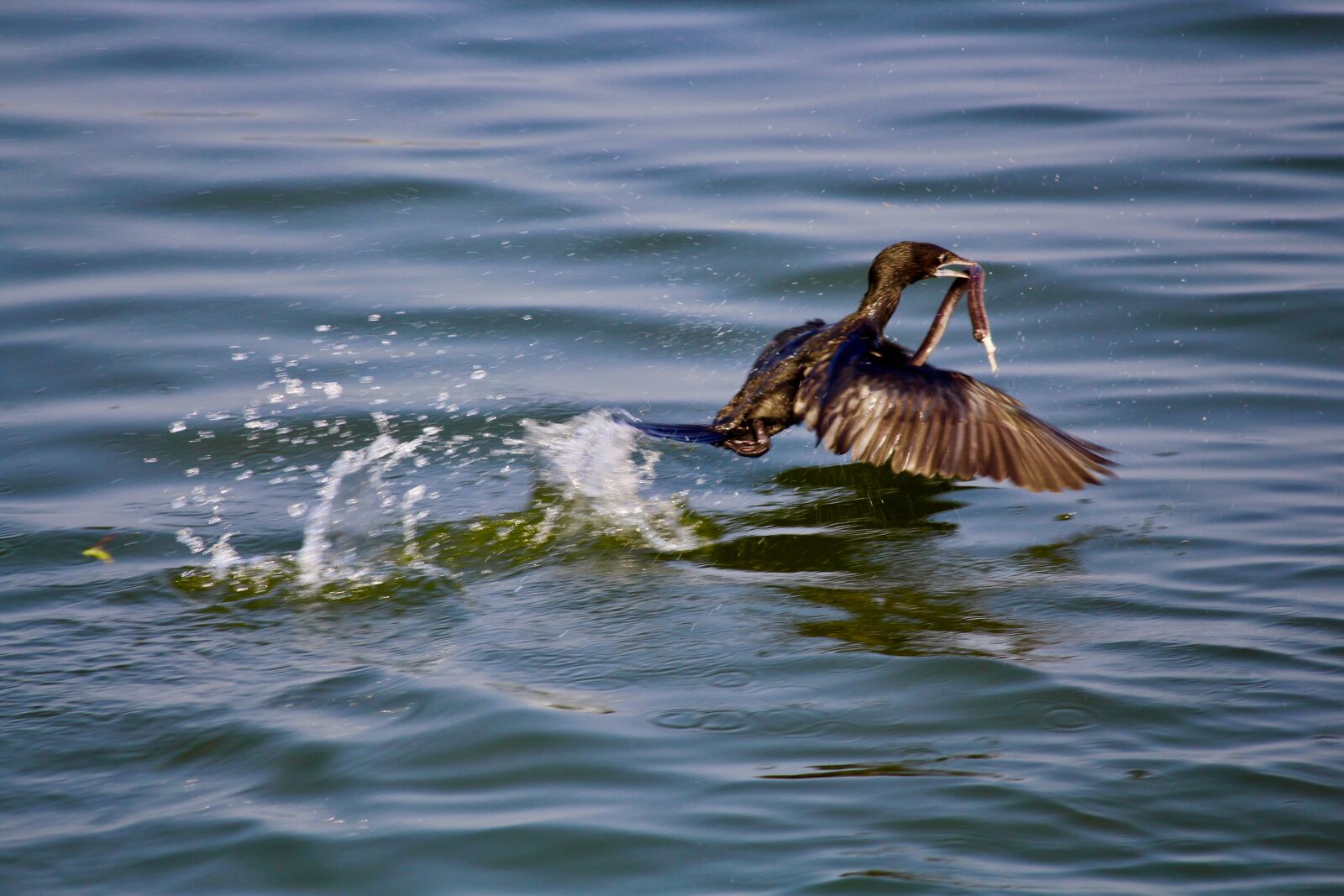 Canon EOS 700D (EOS Rebel T5i / EOS Kiss X7i) sample photo. Bird, bird, catches, snake photography