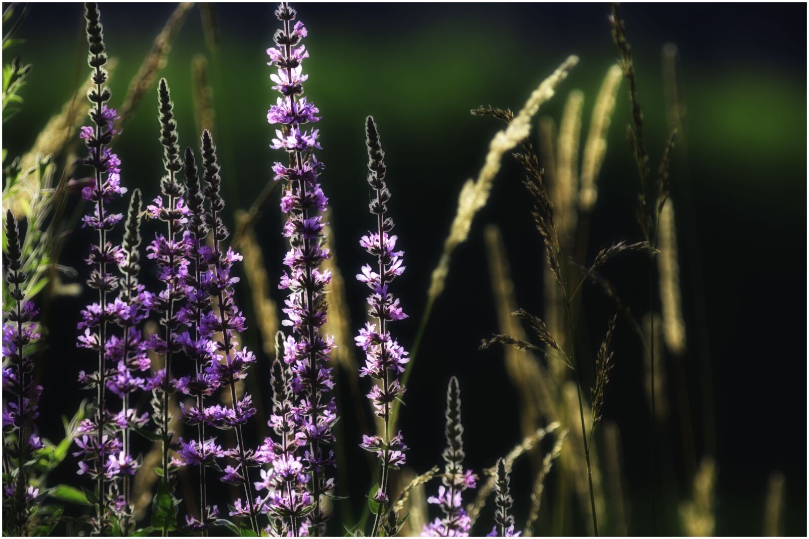 Canon EF 300mm F4L IS USM sample photo. Flowers, light, field photography