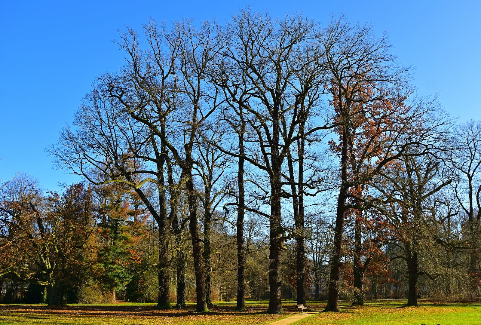 Nikon D5200 sample photo. Park, grove of trees photography