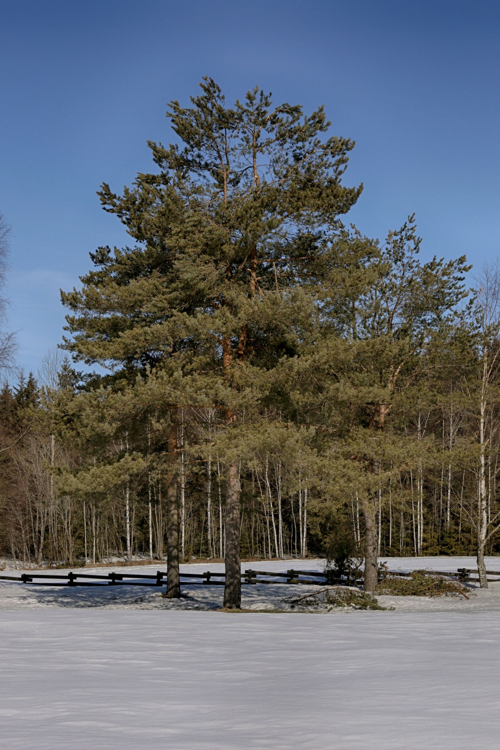 Canon EOS 7D Mark II + Canon EF 24-70mm F2.8L II USM sample photo. Nature, tree, winter photography