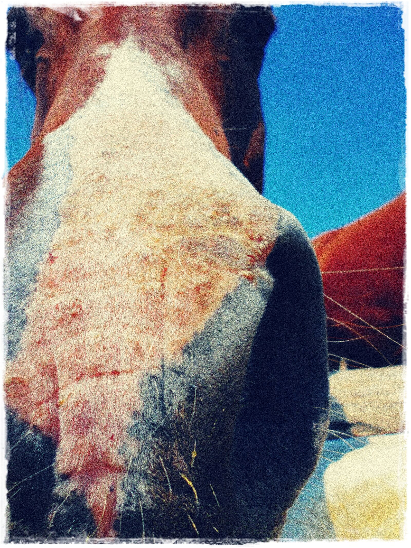 Sony DSC-W350 sample photo. "Animal, horse, nose" photography