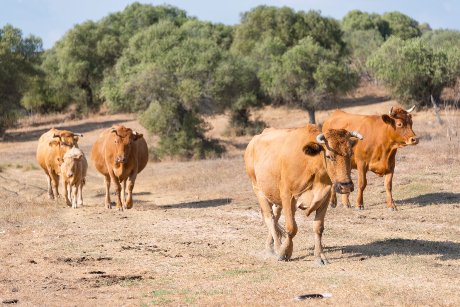 Nikon D800 sample photo. Cows, herd, spain photography
