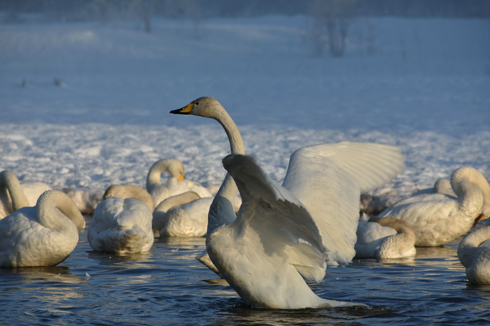 Nikon D7200 sample photo. Animal, lake, waterside photography