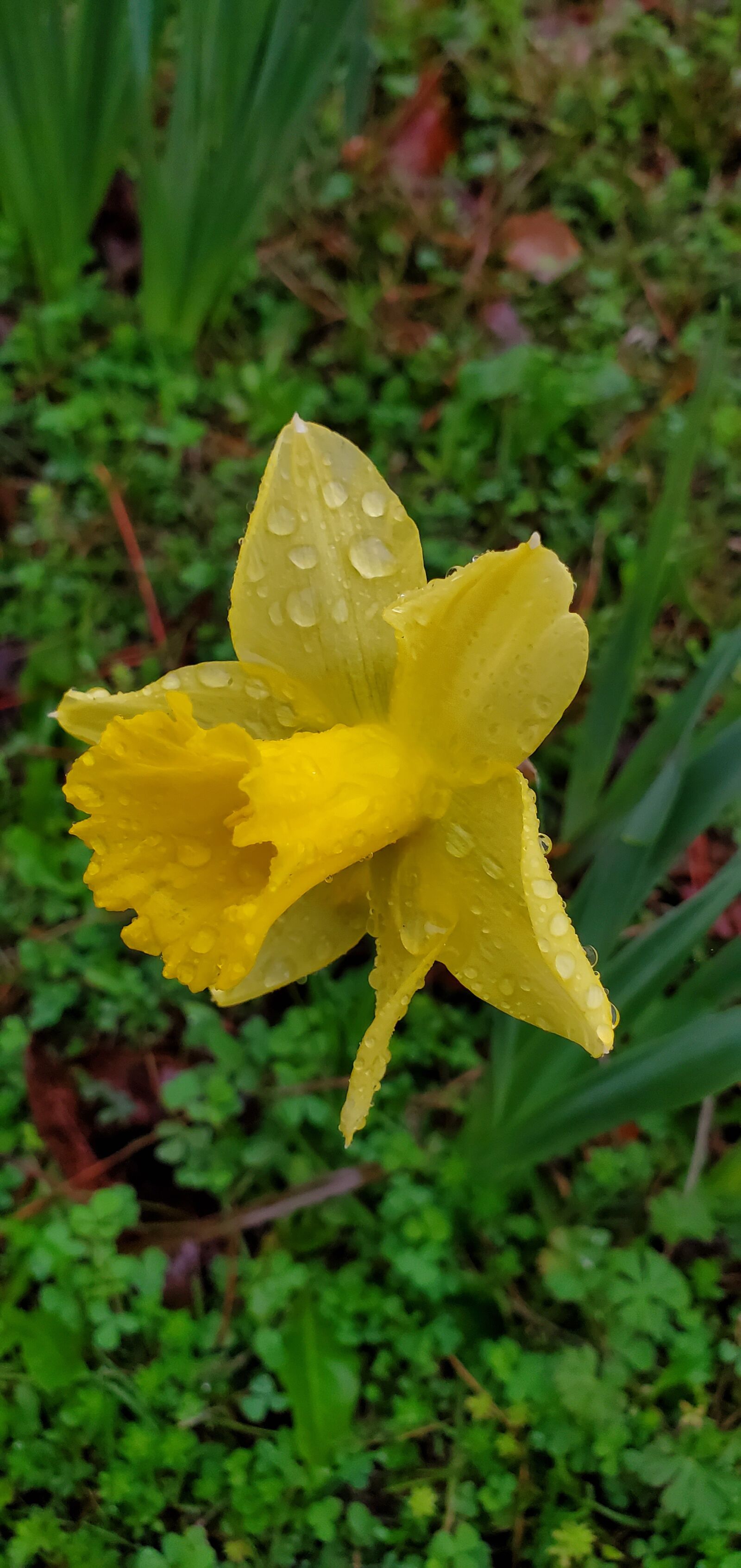 Samsung Galaxy S10e sample photo. Flower, dew, nature photography