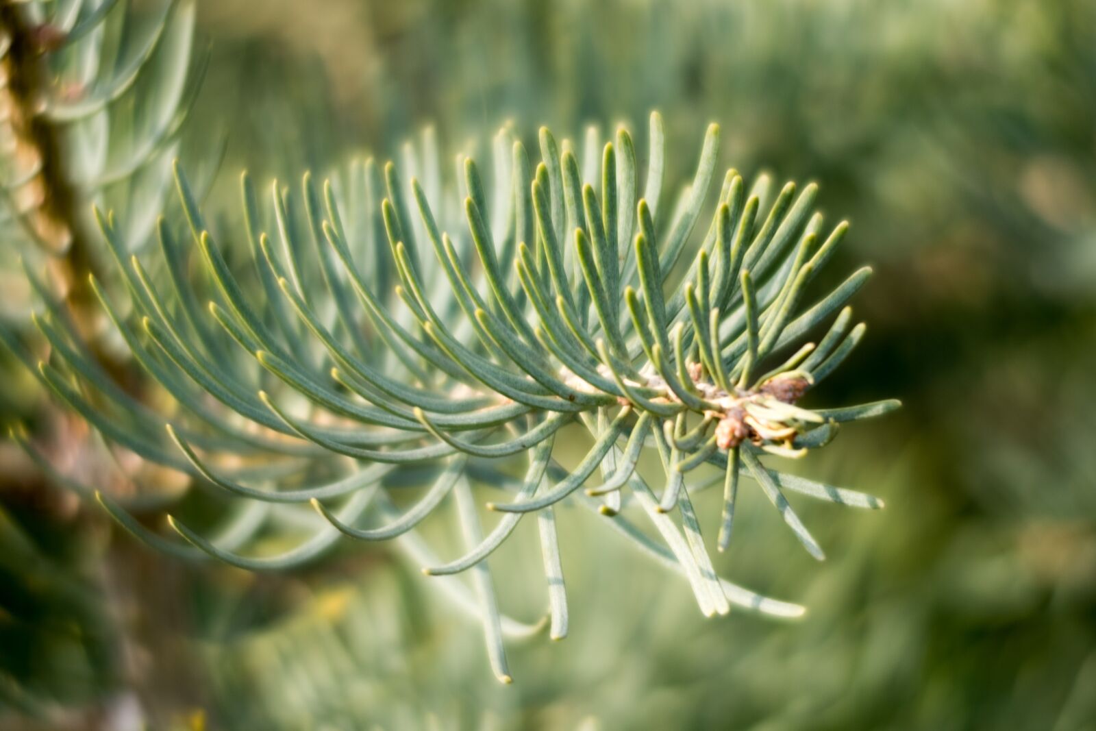Fujifilm X-T10 sample photo. Spruce, tree, needles photography