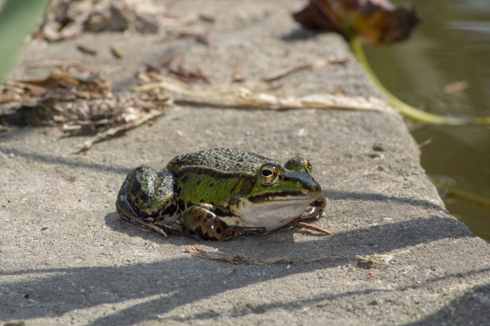 Canon EOS 750D (EOS Rebel T6i / EOS Kiss X8i) sample photo. Frog, common frog, amphibians photography