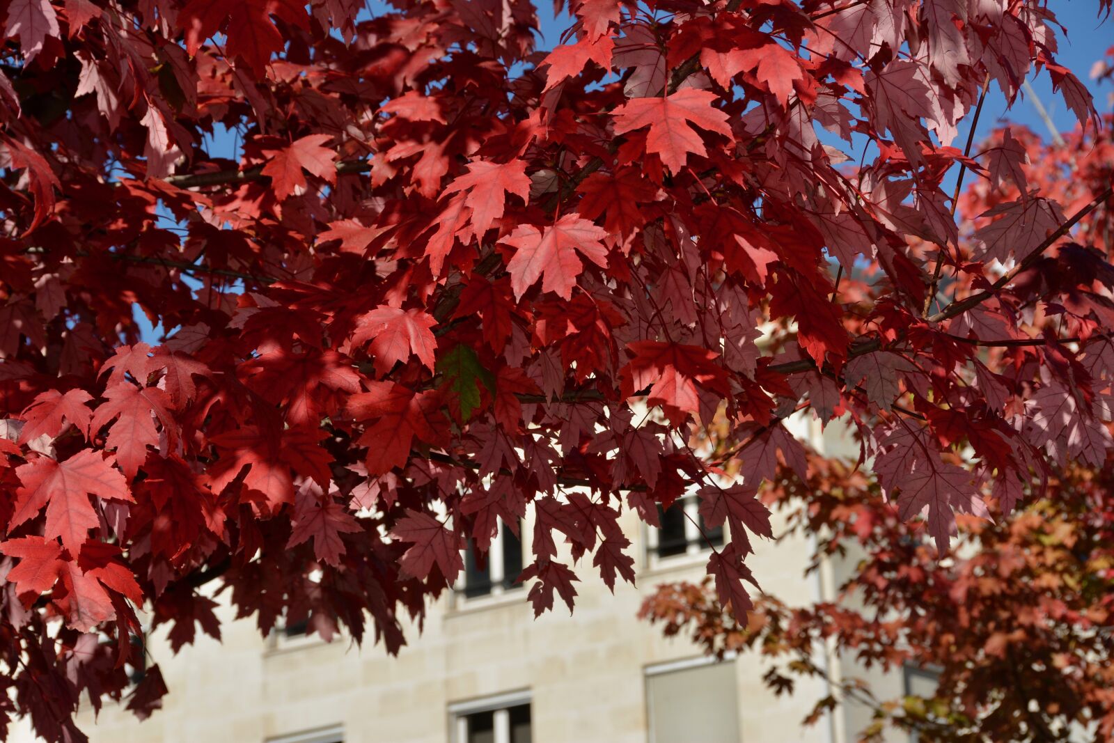 Nikon D7100 sample photo. Fall, red leaves, autumn photography