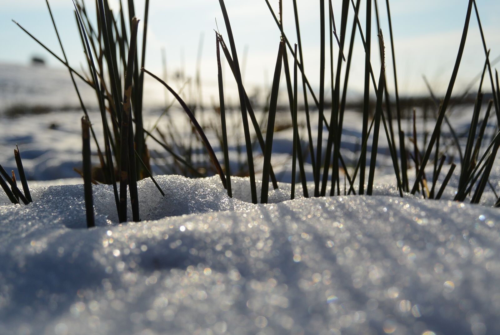 Nikon 1 S1 sample photo. Grass, ice, nature photography