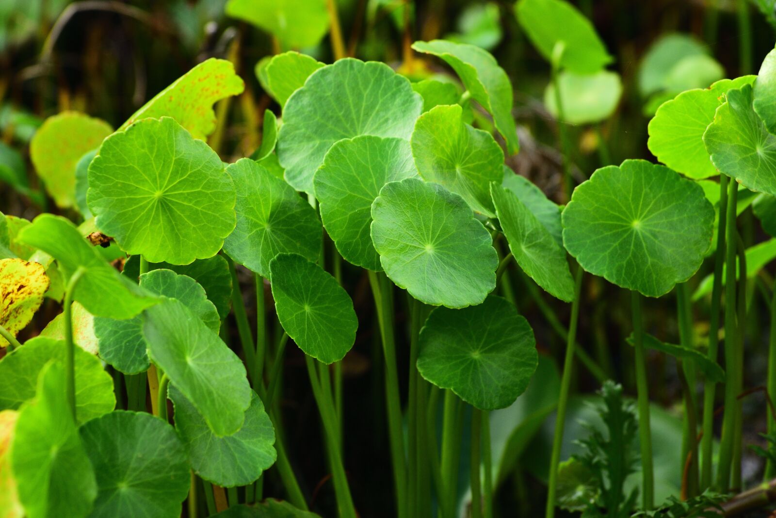 Nikon D750 sample photo. Leaf, green leaf, plant photography