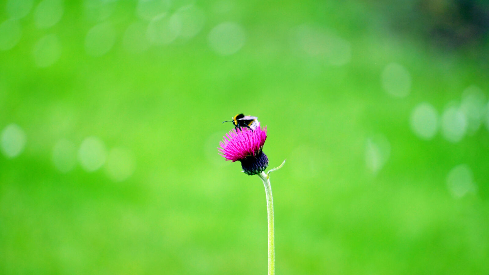 Sony E 55-210mm F4.5-6.3 OSS sample photo. Nature, summer, garden, plant photography