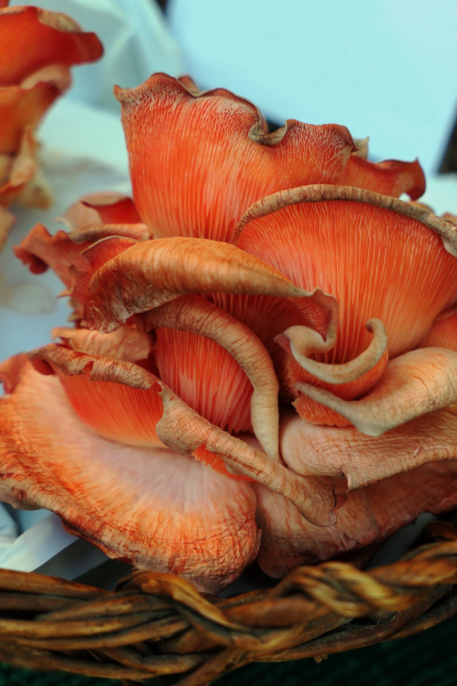 Panasonic Lumix DMC-LX10 (Lumix DMC-LX15) sample photo. Mushrooms, autumn, forest photography