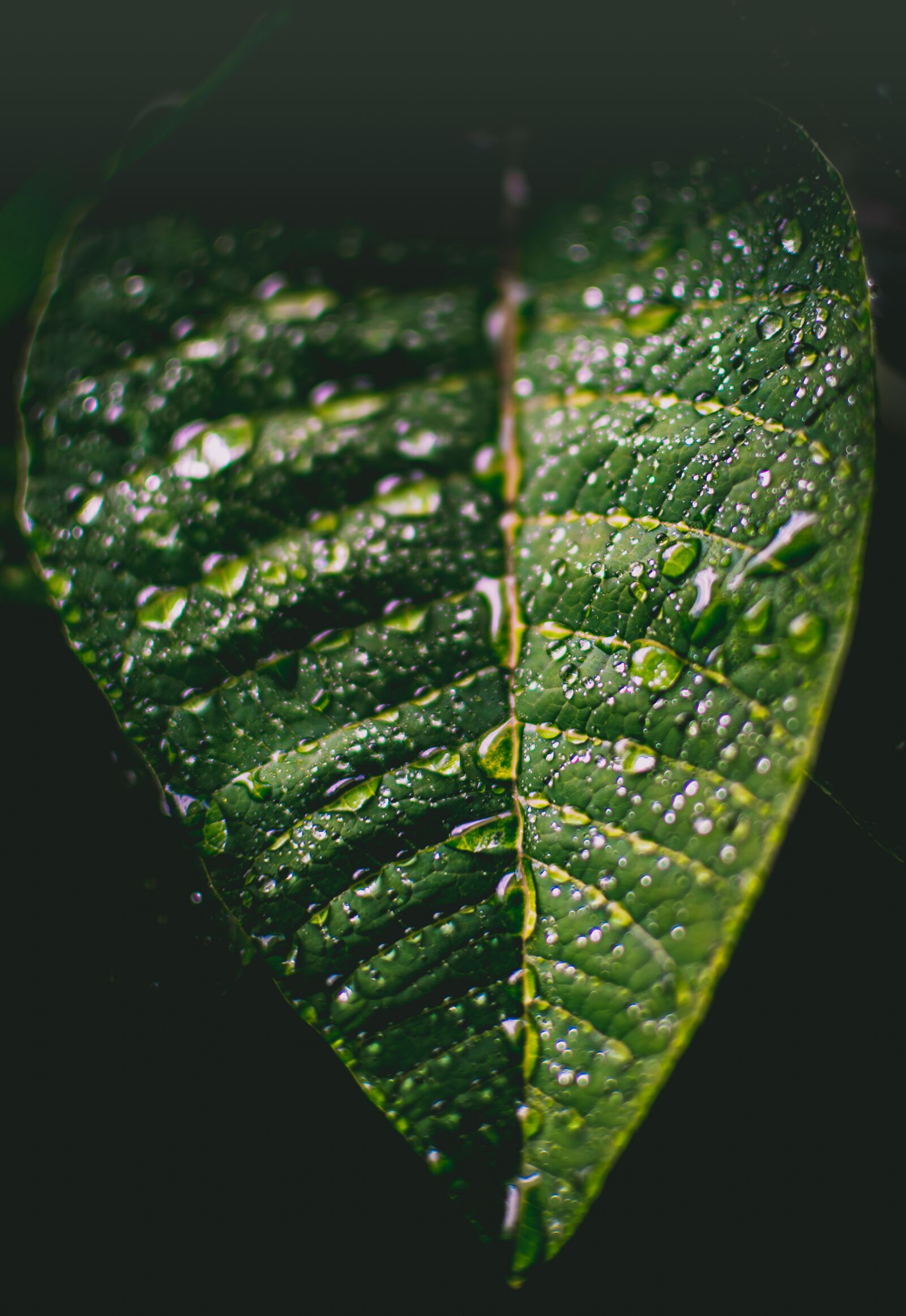 Nikon D5500 sample photo. Leaf, water drops, rain photography