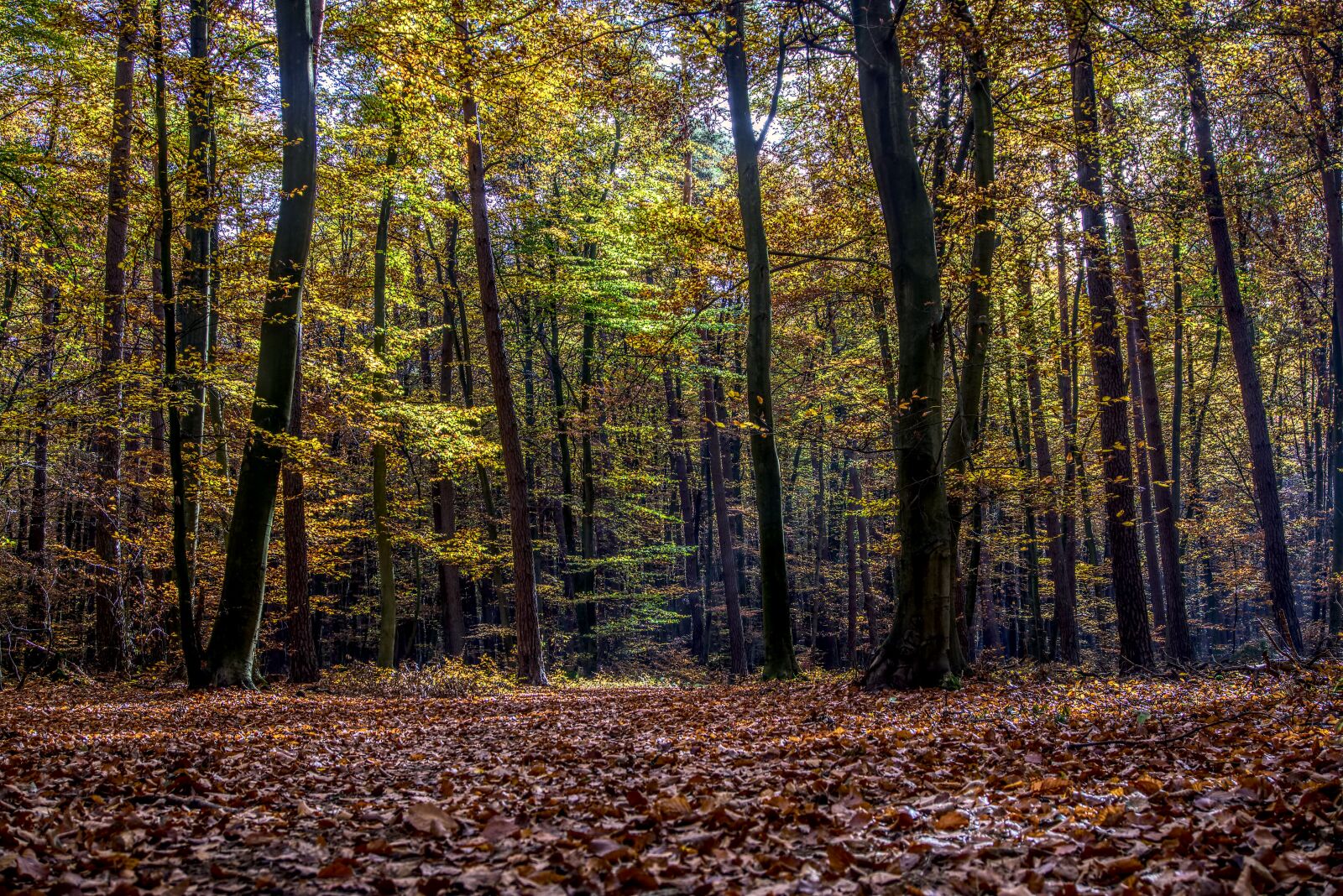 Sony a6000 sample photo. Forest, trees, leaves photography