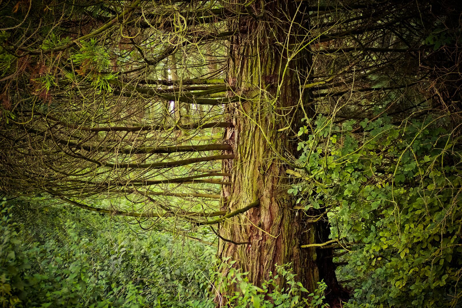 Olympus OM-D E-M10 sample photo. Forest, trees, landscape photography