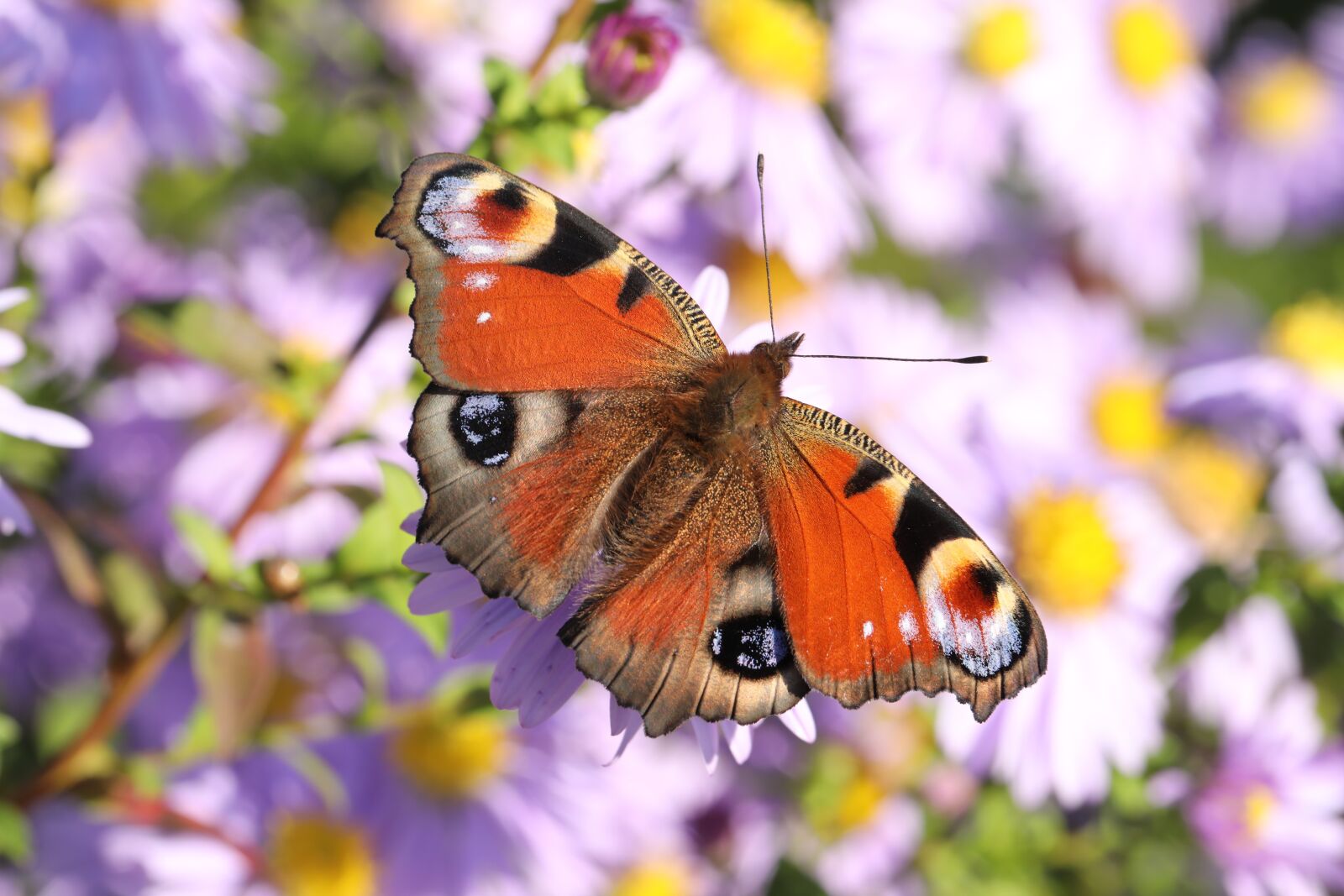 Canon EF 100mm F2.8L Macro IS USM sample photo. Butterfly, european peacock, peacock photography