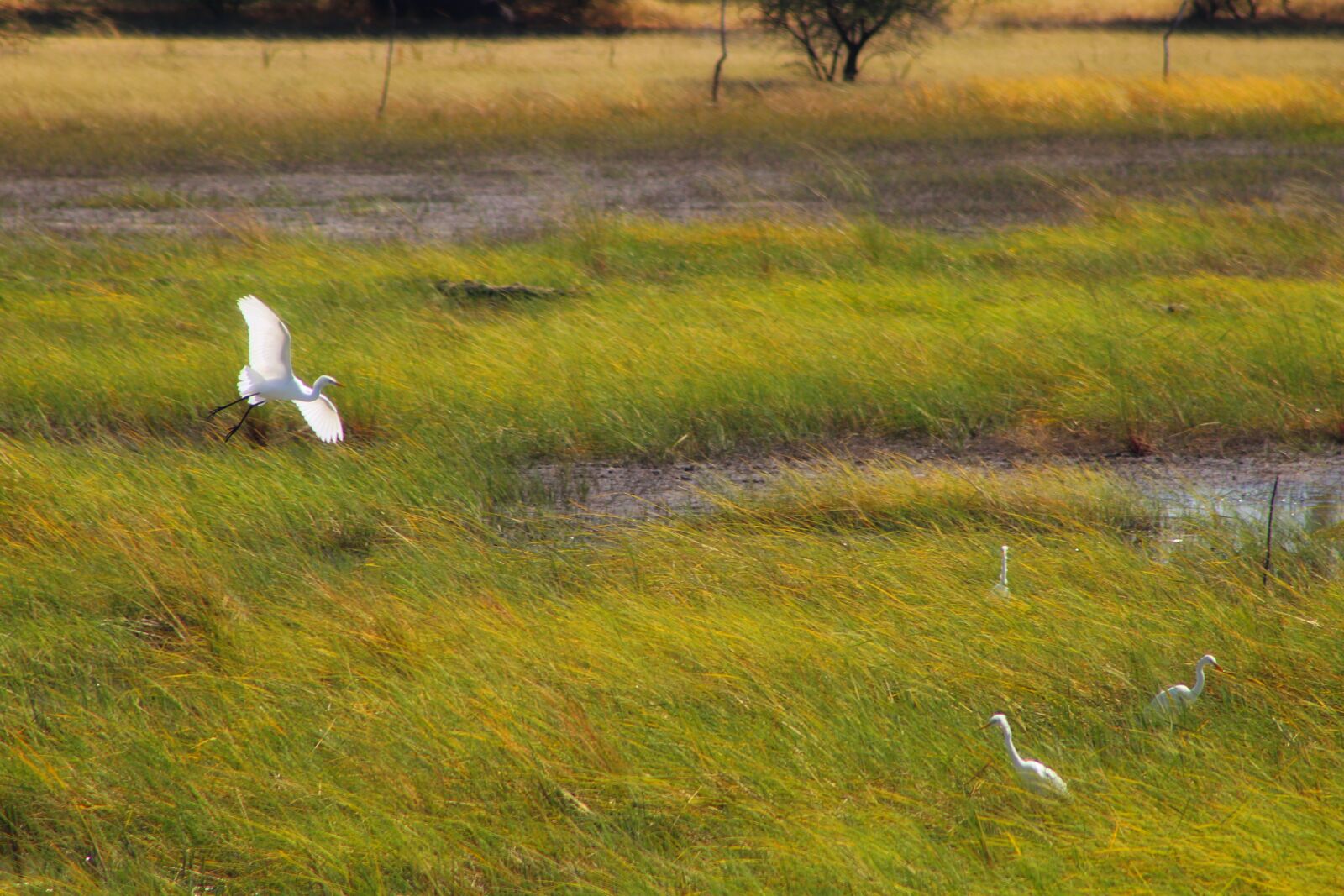 Canon EF75-300mm f/4-5.6 sample photo. Namibia, birds, perched photography