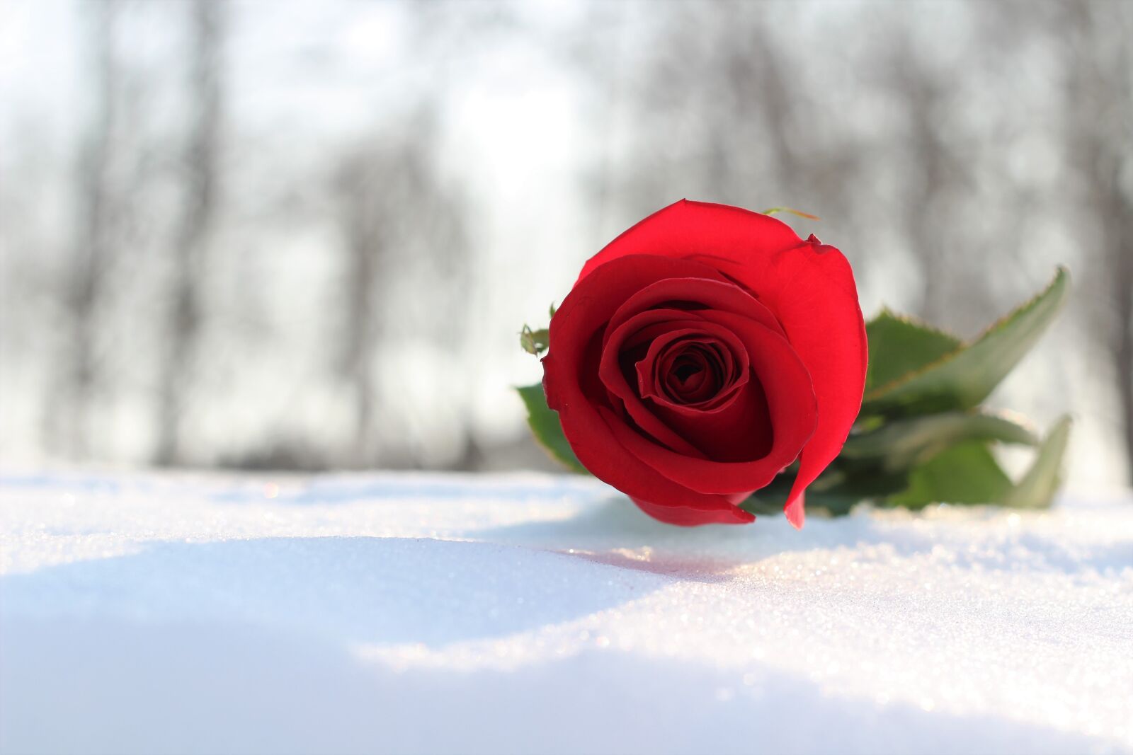 Canon EOS 600D (Rebel EOS T3i / EOS Kiss X5) + Canon EF 50mm F1.8 II sample photo. Red rose in snow photography