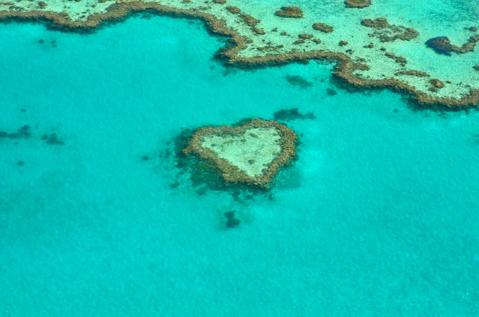 Nikon D5100 sample photo. Heart, coral, australia photography