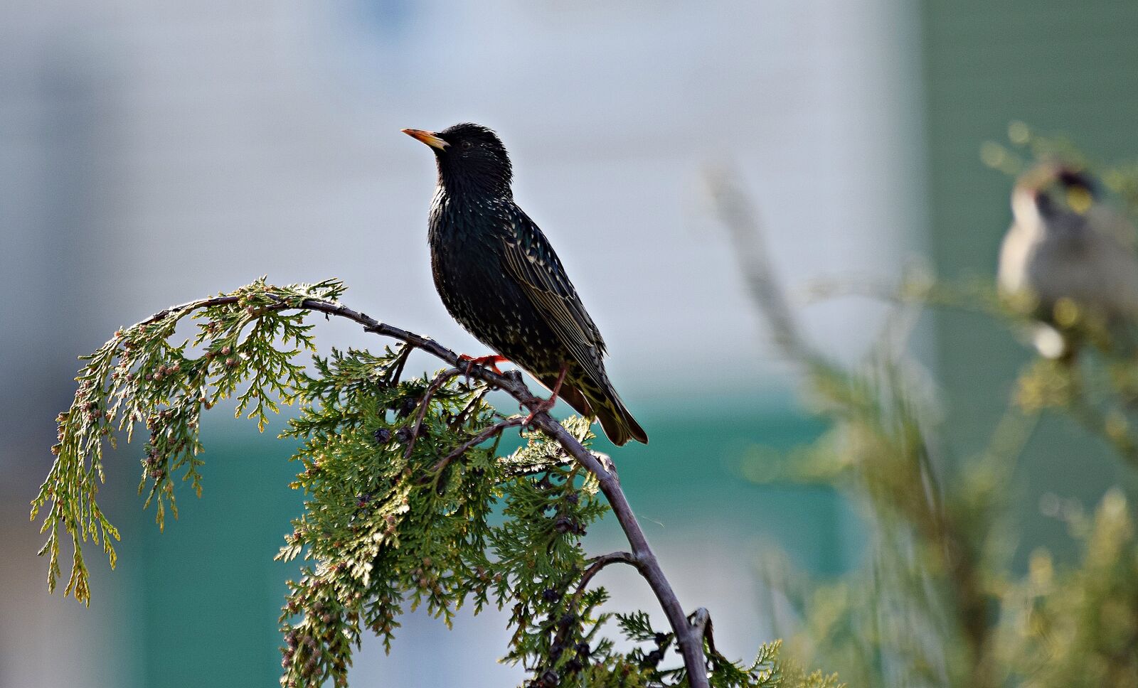Nikon D5300 sample photo. Bird, nature, grass photography