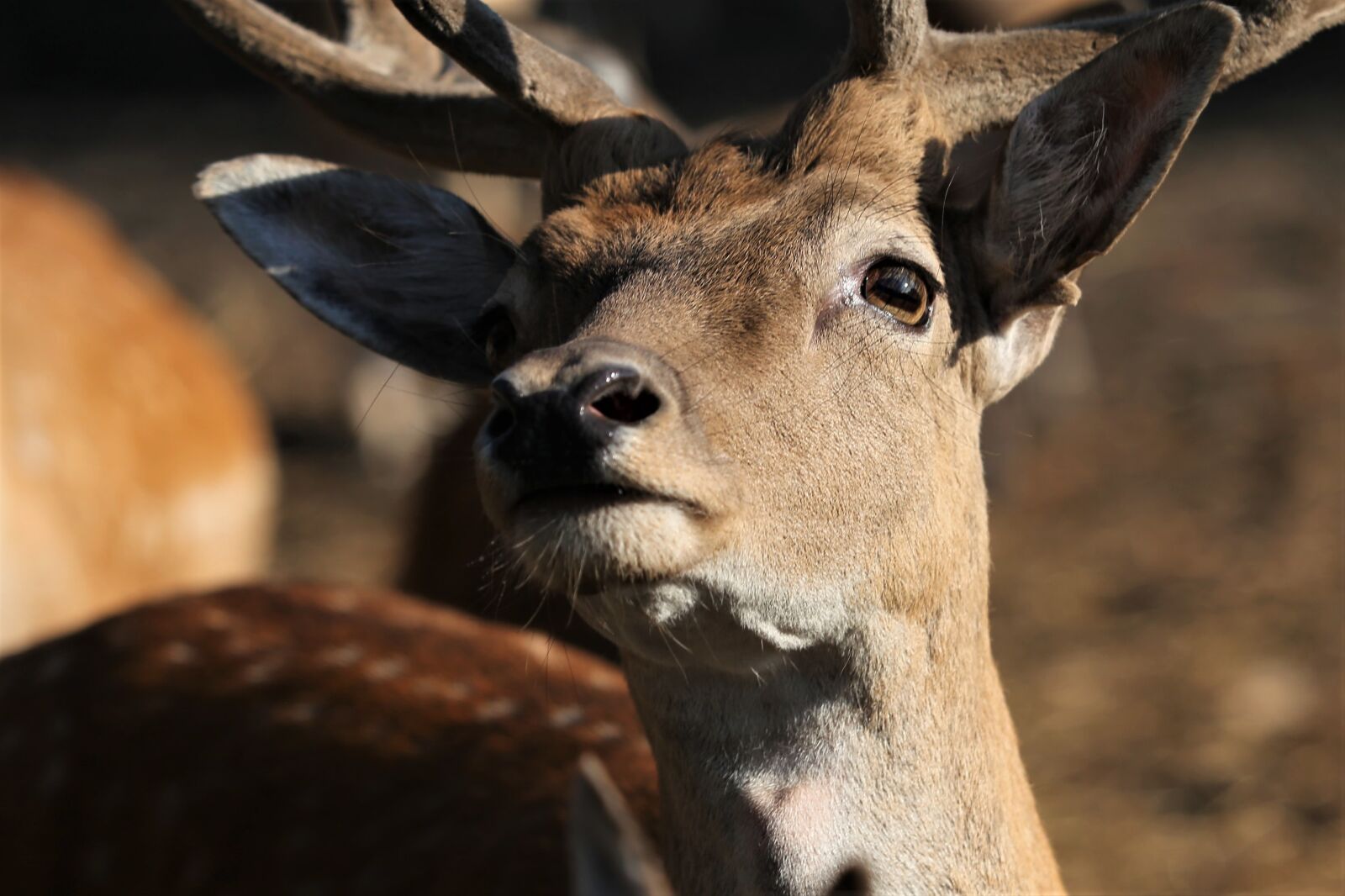 Canon EOS 6D sample photo. Young deer, male, animal photography