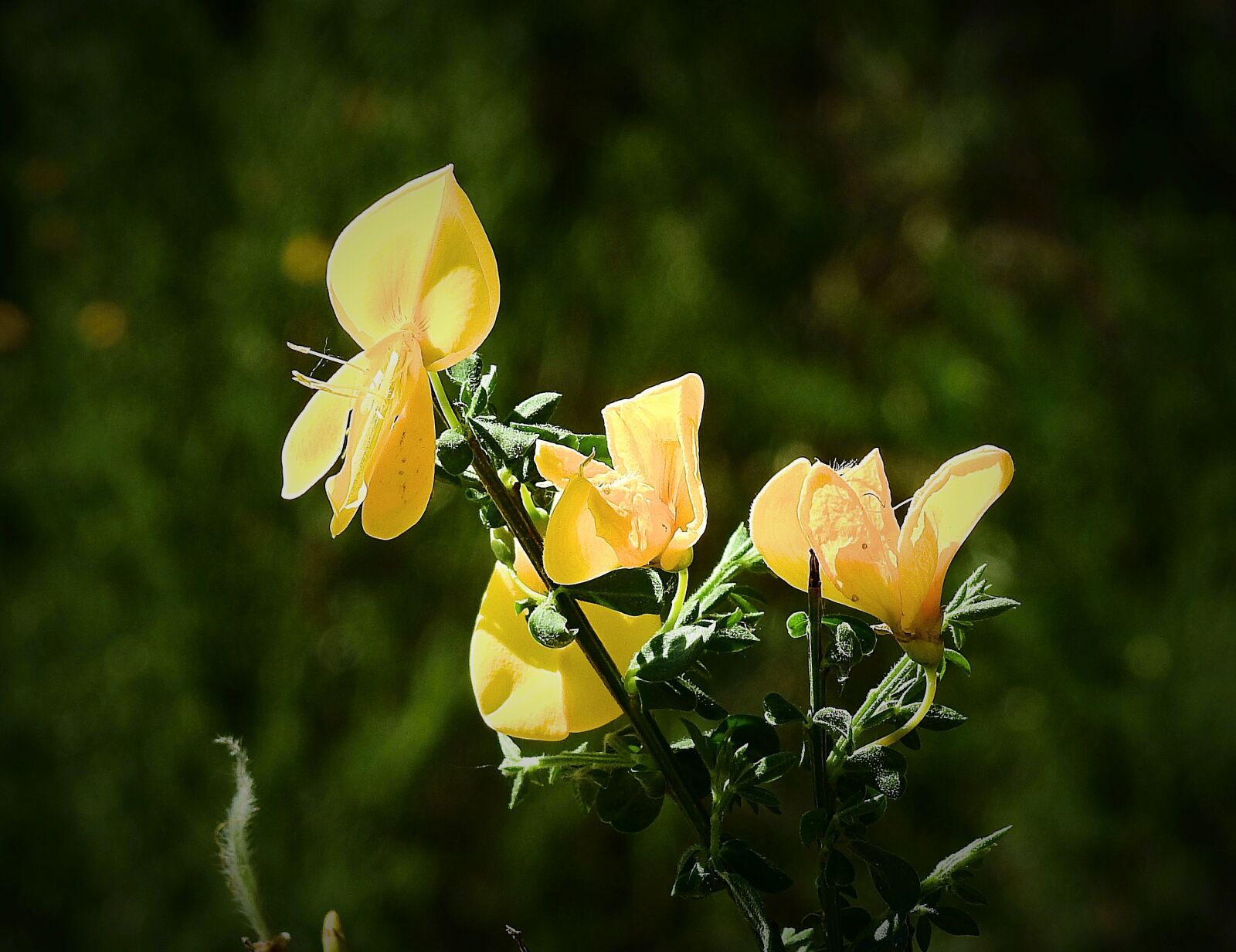 Nikon Coolpix P900 sample photo. Wildflowers, spring, nature photography