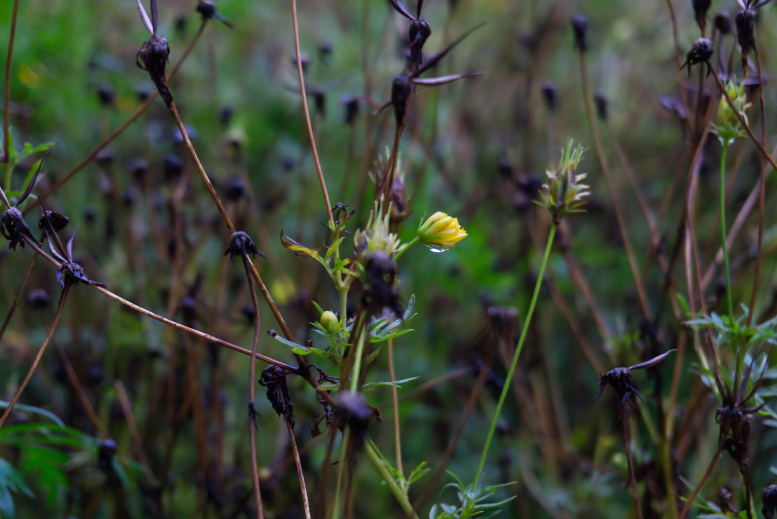 Sony a6000 sample photo. Flower, dried, garden photography