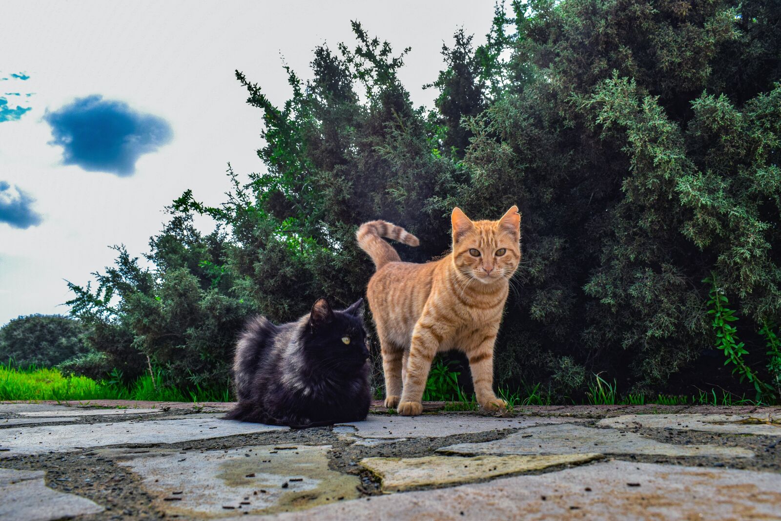 Nikon D3300 sample photo. Cats, young, animal photography