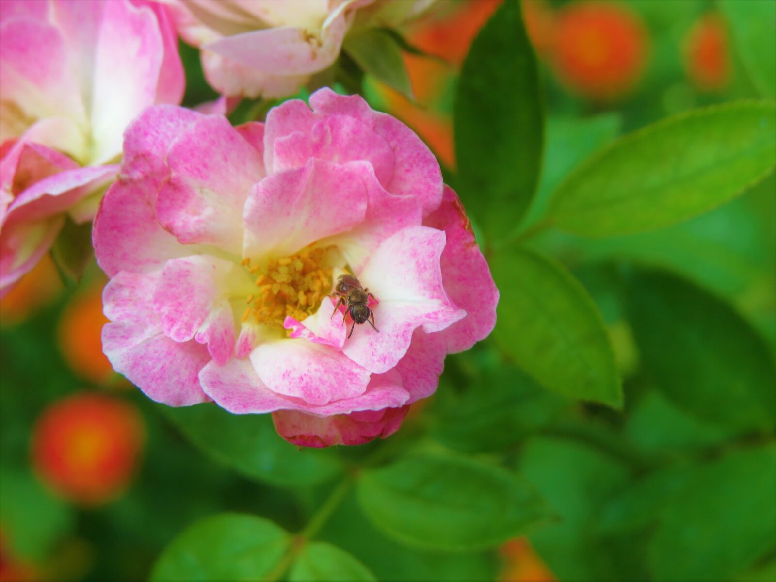 Canon PowerShot SX50 HS sample photo. Rose, pink flower, insect photography
