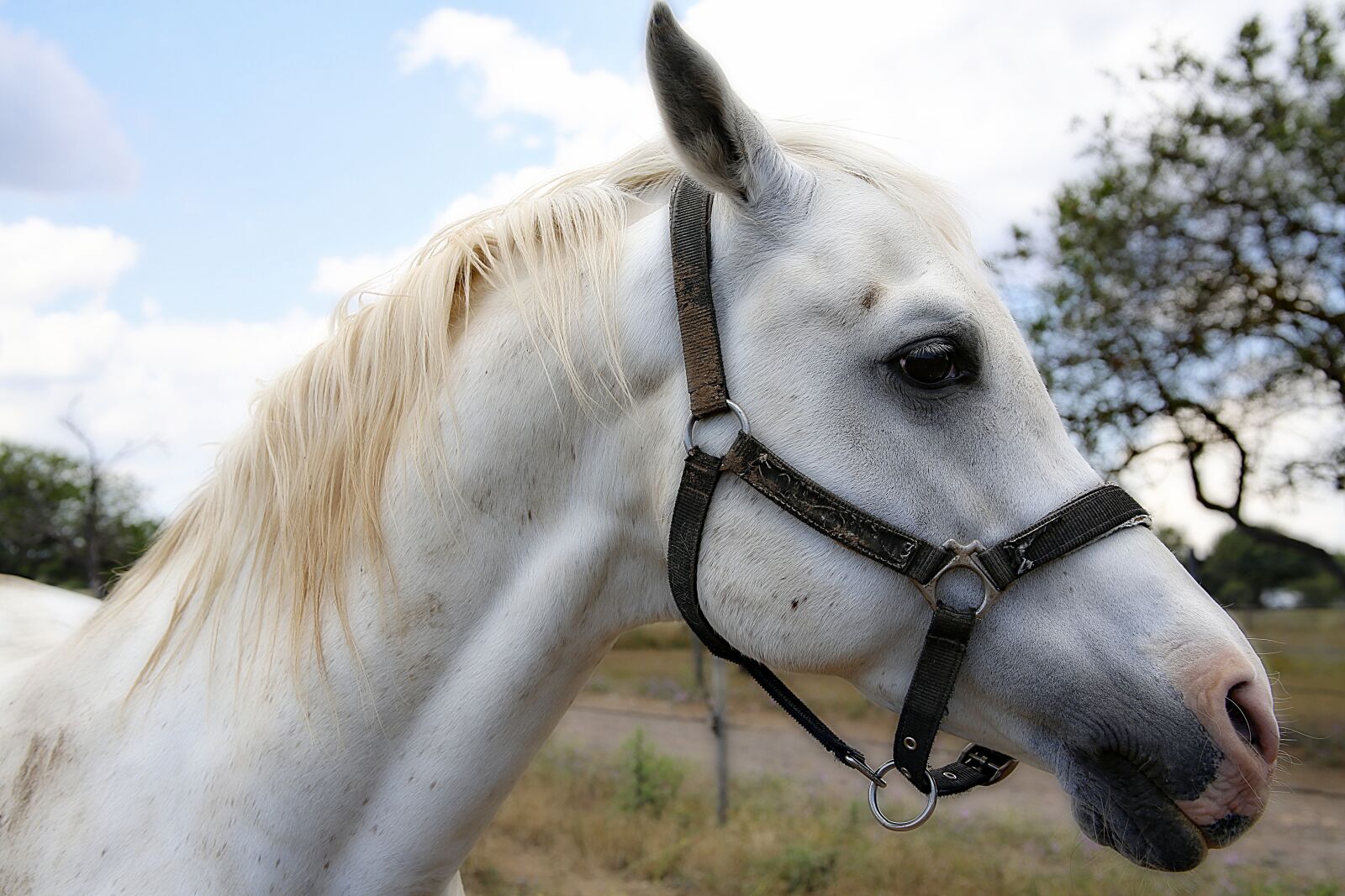 Canon EOS 5D Mark III sample photo. Horse, mane, horses photography