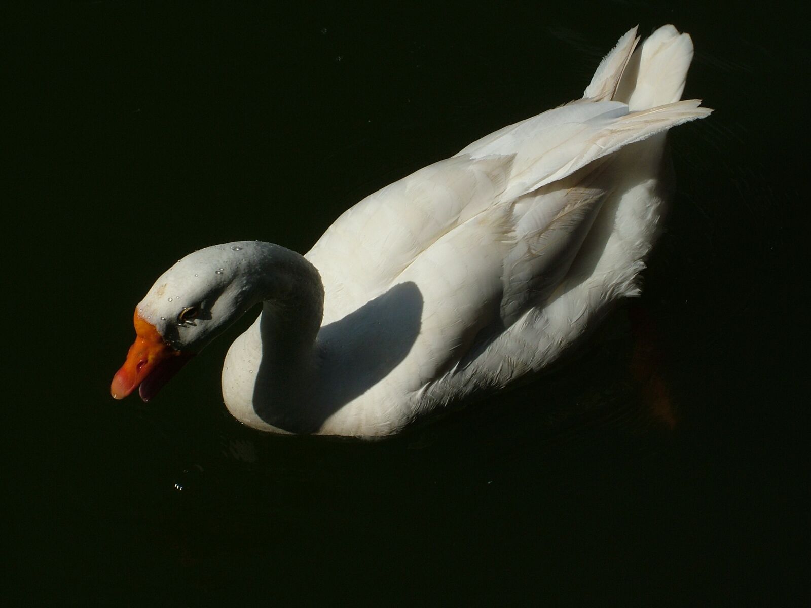 Fujifilm FinePix S7000 sample photo. Bird, goose, lake photography