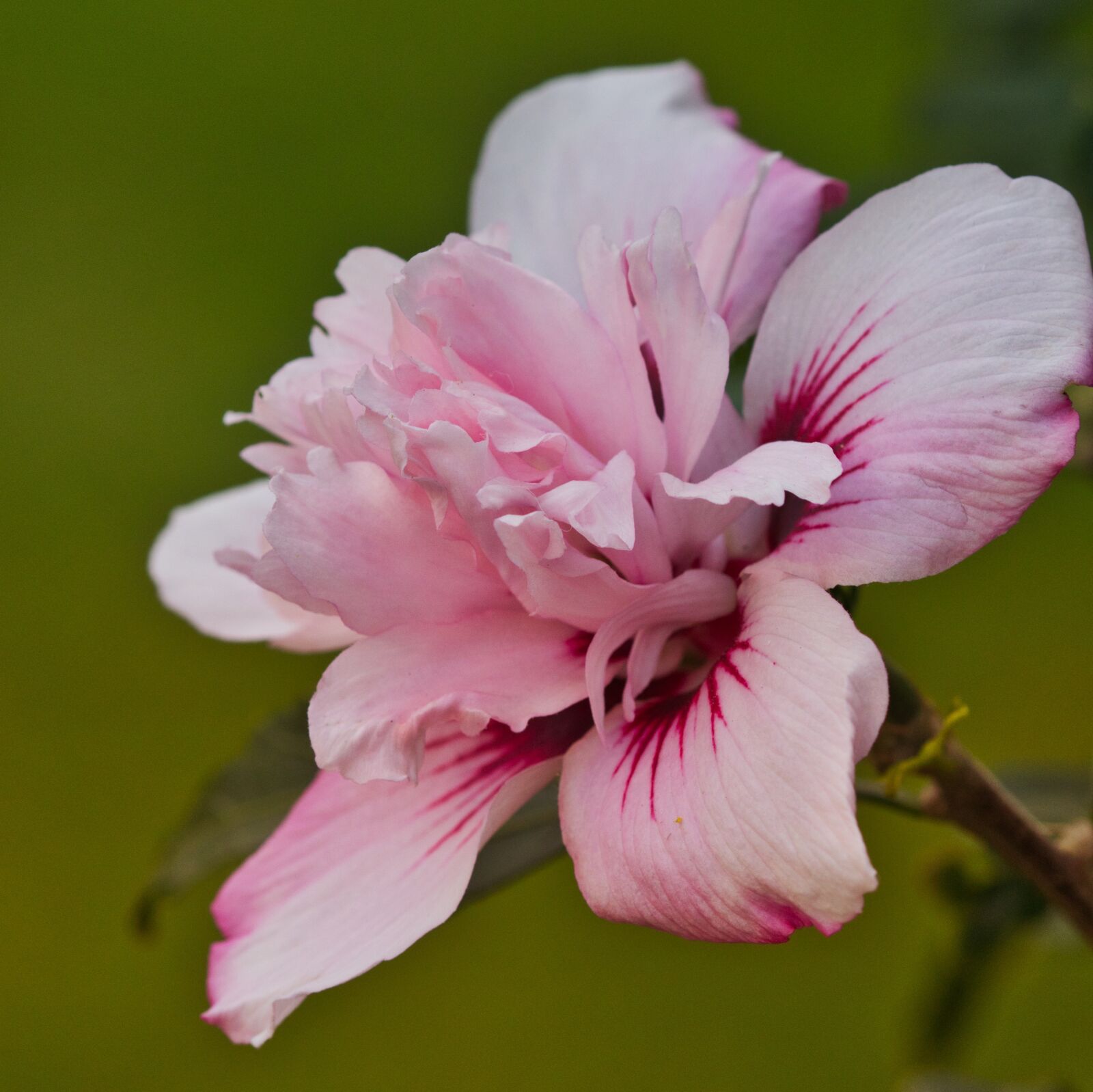 Canon EOS 200D (EOS Rebel SL2 / EOS Kiss X9) sample photo. Flowering hibiscus, pink, mallow photography