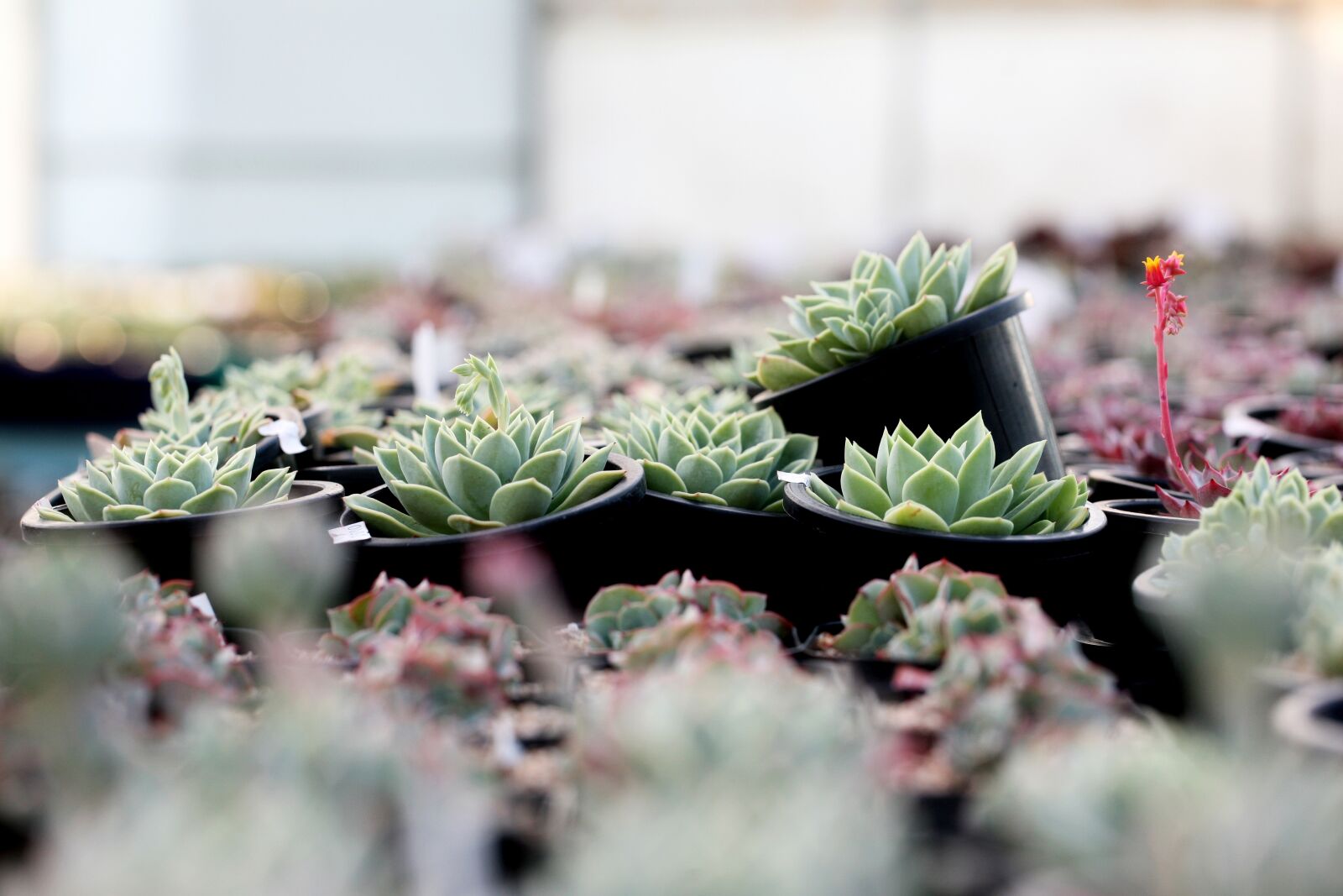 Canon EOS 5D sample photo. A fleshy plant, fleshy photography