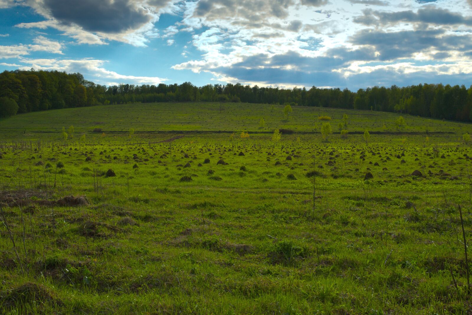 Nikon D3100 sample photo. Field, hill, mole photography