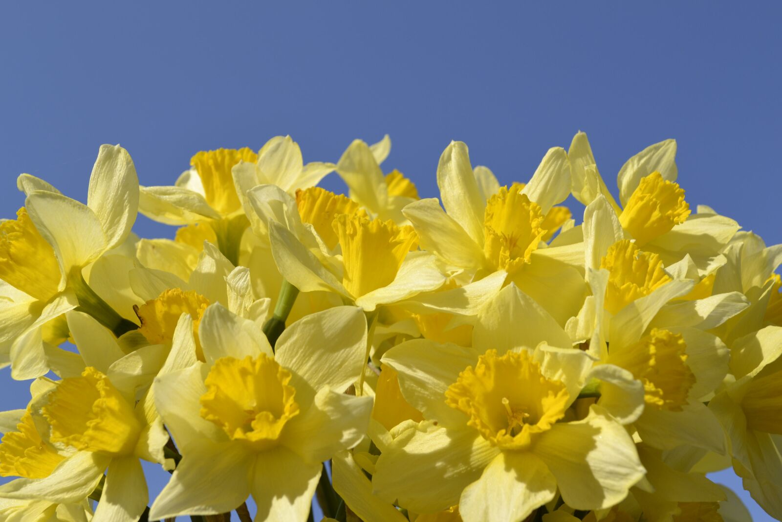 Nikon D3100 sample photo. Flower, daffodil, bulbous plant photography