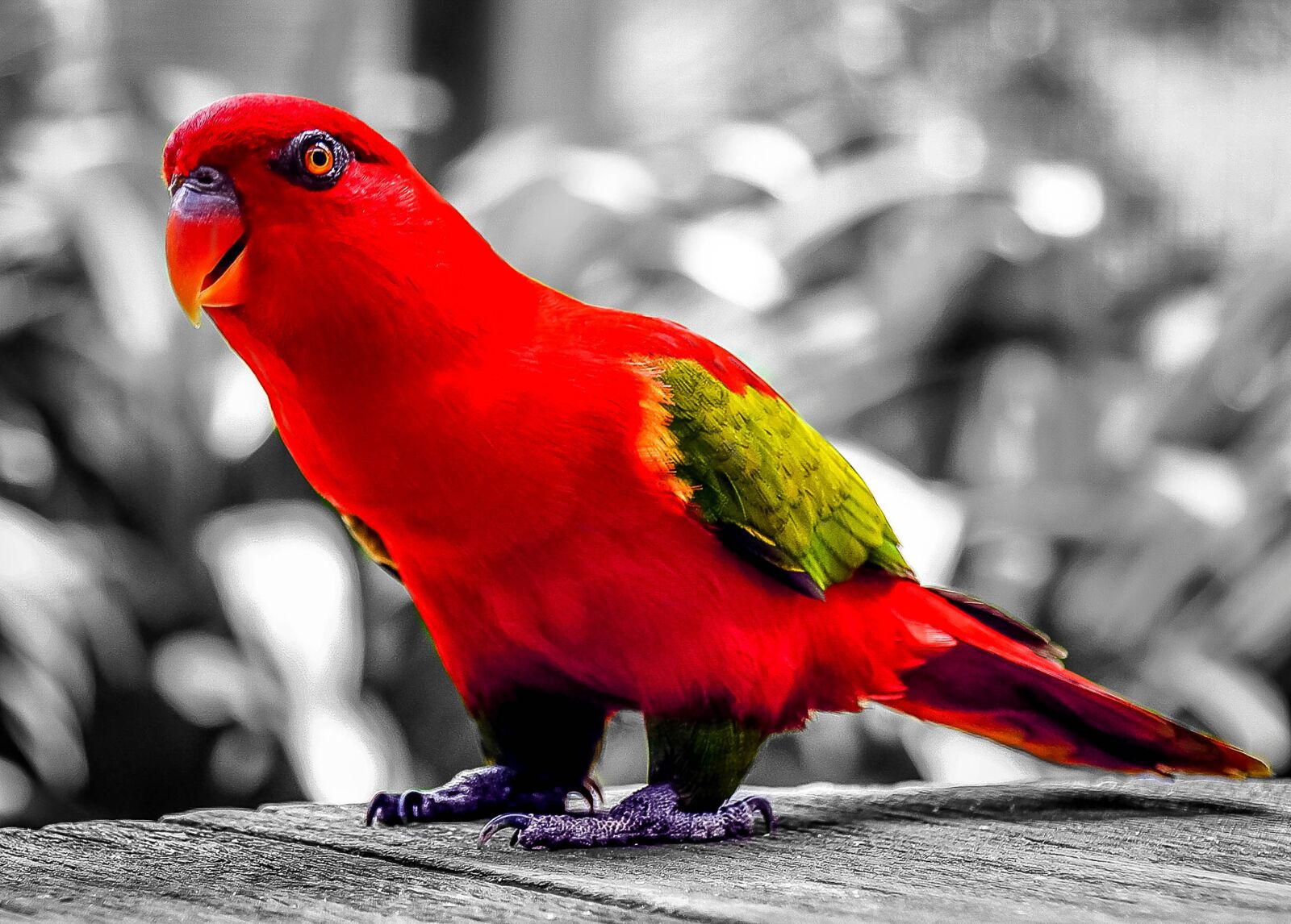 DT 18-270mm F3.5-6.3 sample photo. Parrot, red, bird photography
