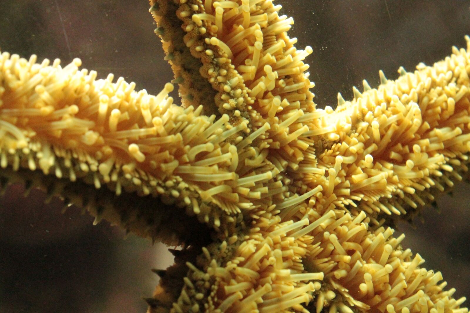 Canon EOS 1100D (EOS Rebel T3 / EOS Kiss X50) sample photo. Mermaid starfish, water, under photography