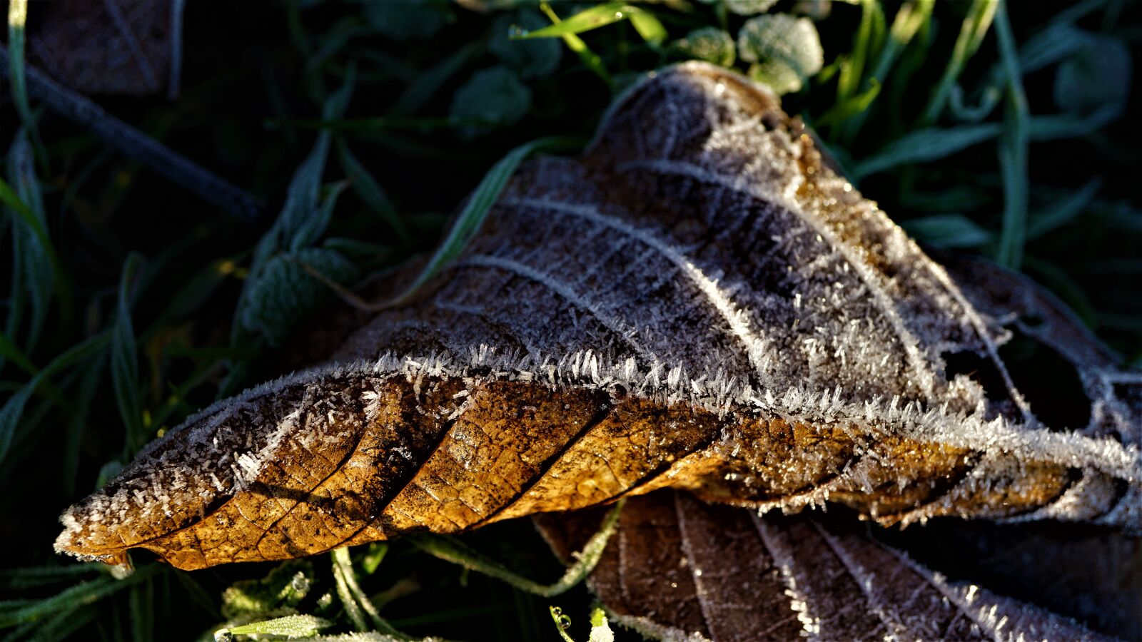 Sony a6000 sample photo. Eiskristalle, leaf, cold photography