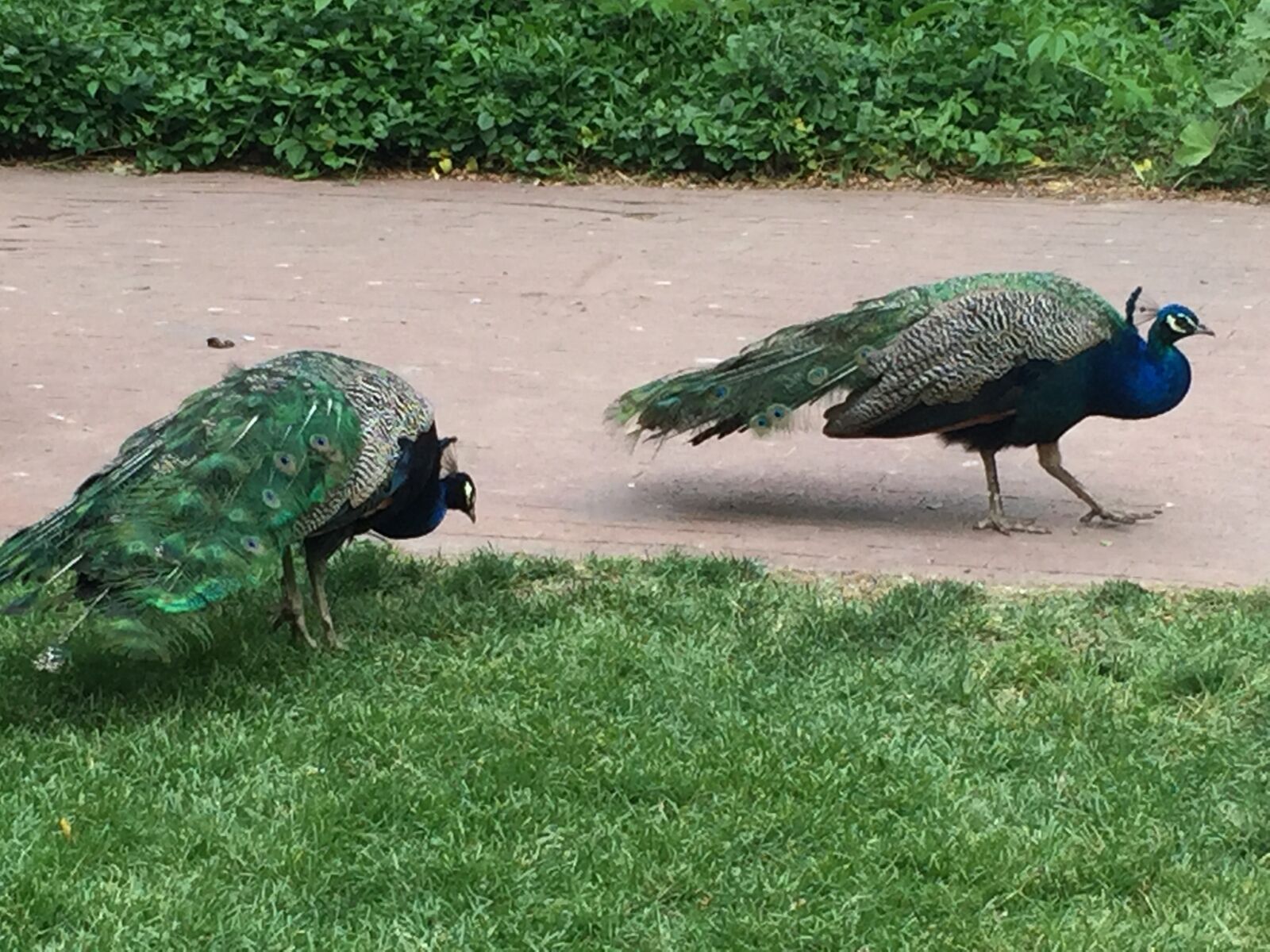 Apple iPhone 6 sample photo. Peacocks, green, bird photography