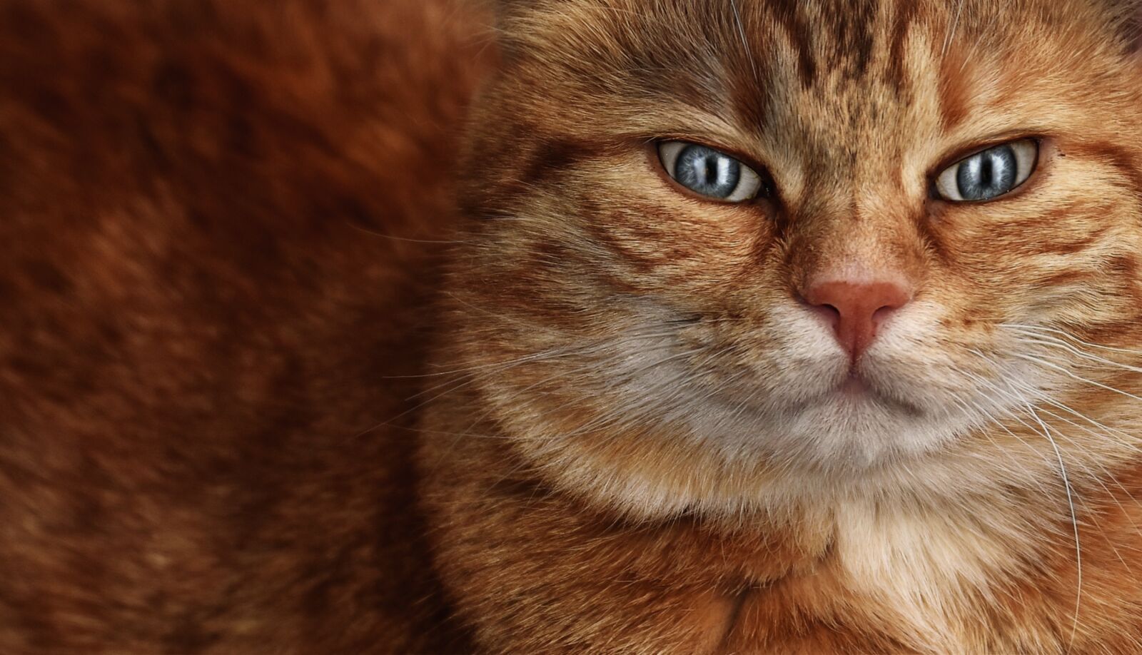 Nikon D7200 sample photo. Cat, mackerel, eyes photography