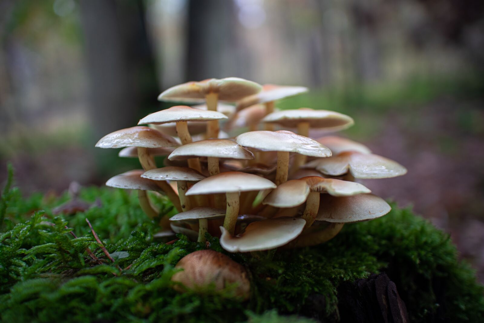 Canon EOS M100 + Canon EF-M 22mm F2 STM sample photo. Mushrooms, mushroom, autumn photography