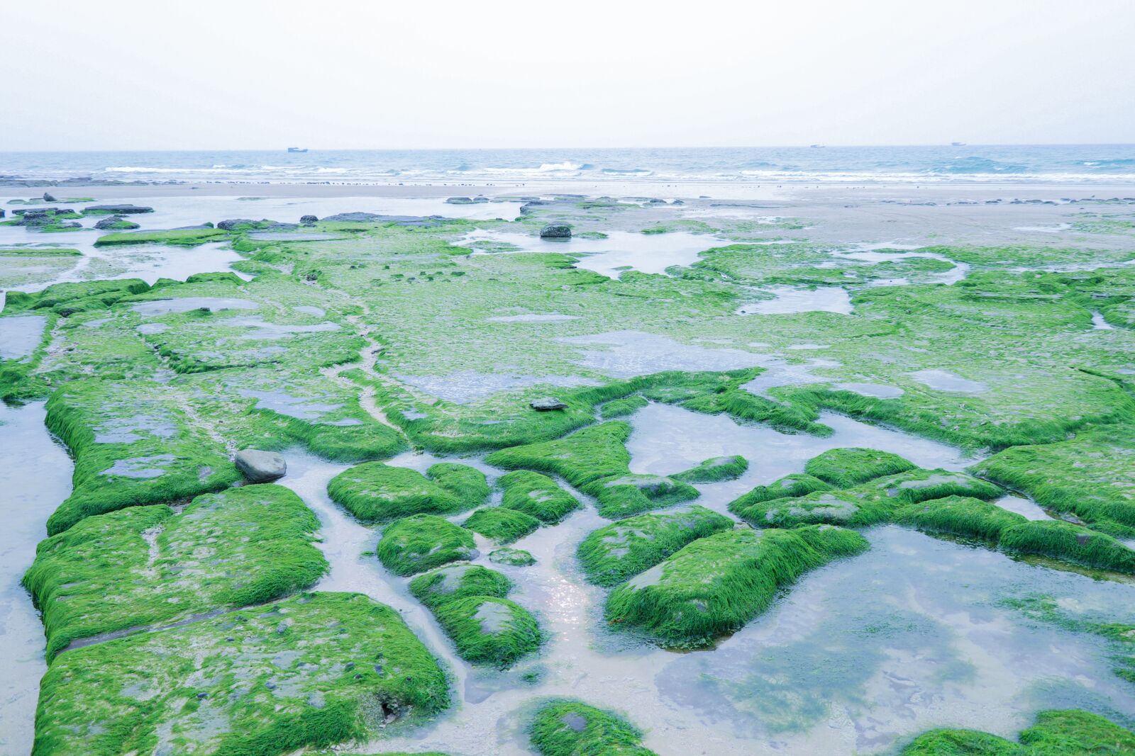 Canon EOS 77D (EOS 9000D / EOS 770D) sample photo. Beach, aquatic plants, shallow photography