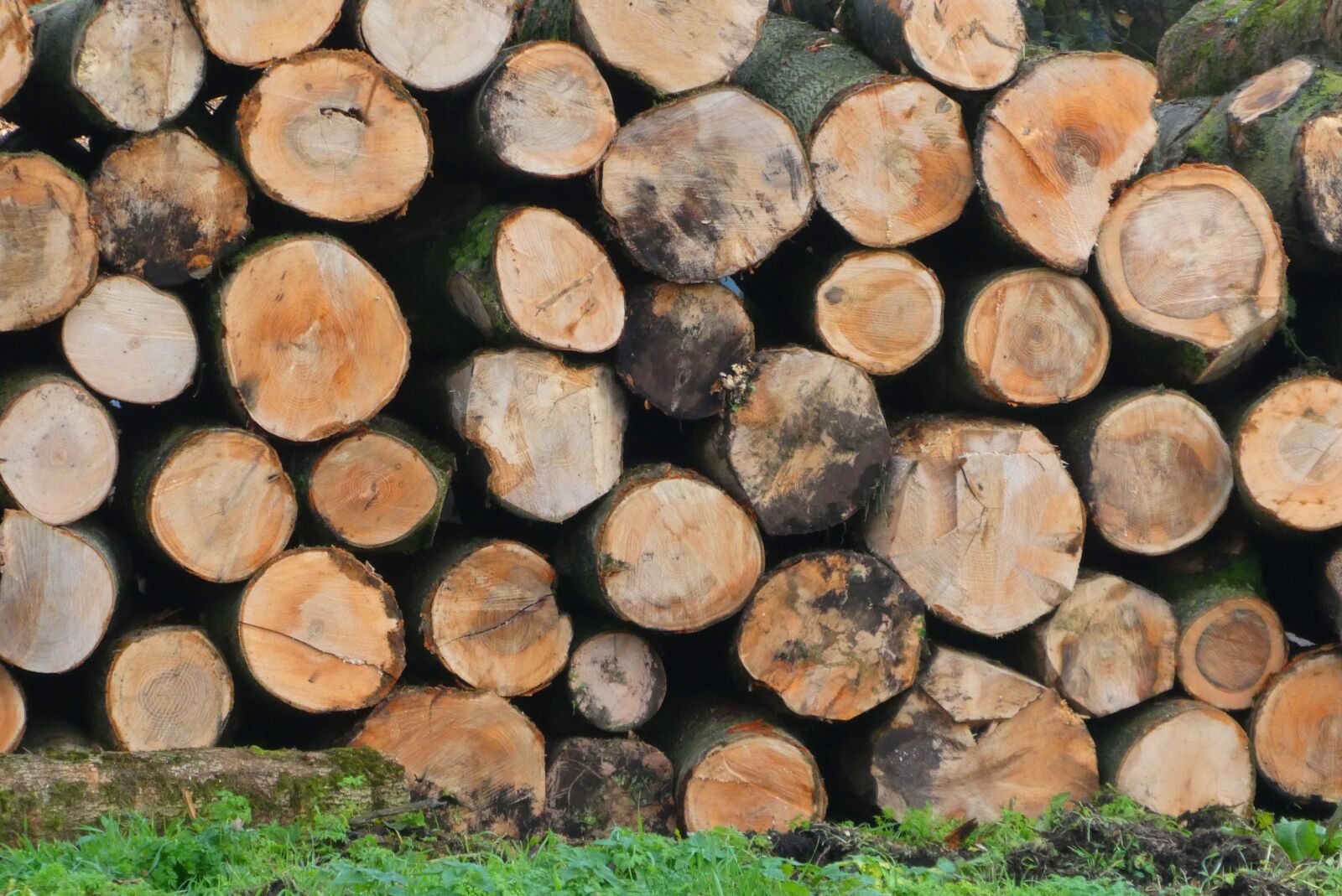 Panasonic Lumix DC-ZS70 (Lumix DC-TZ90) sample photo. Wood, trunks, serrated photography