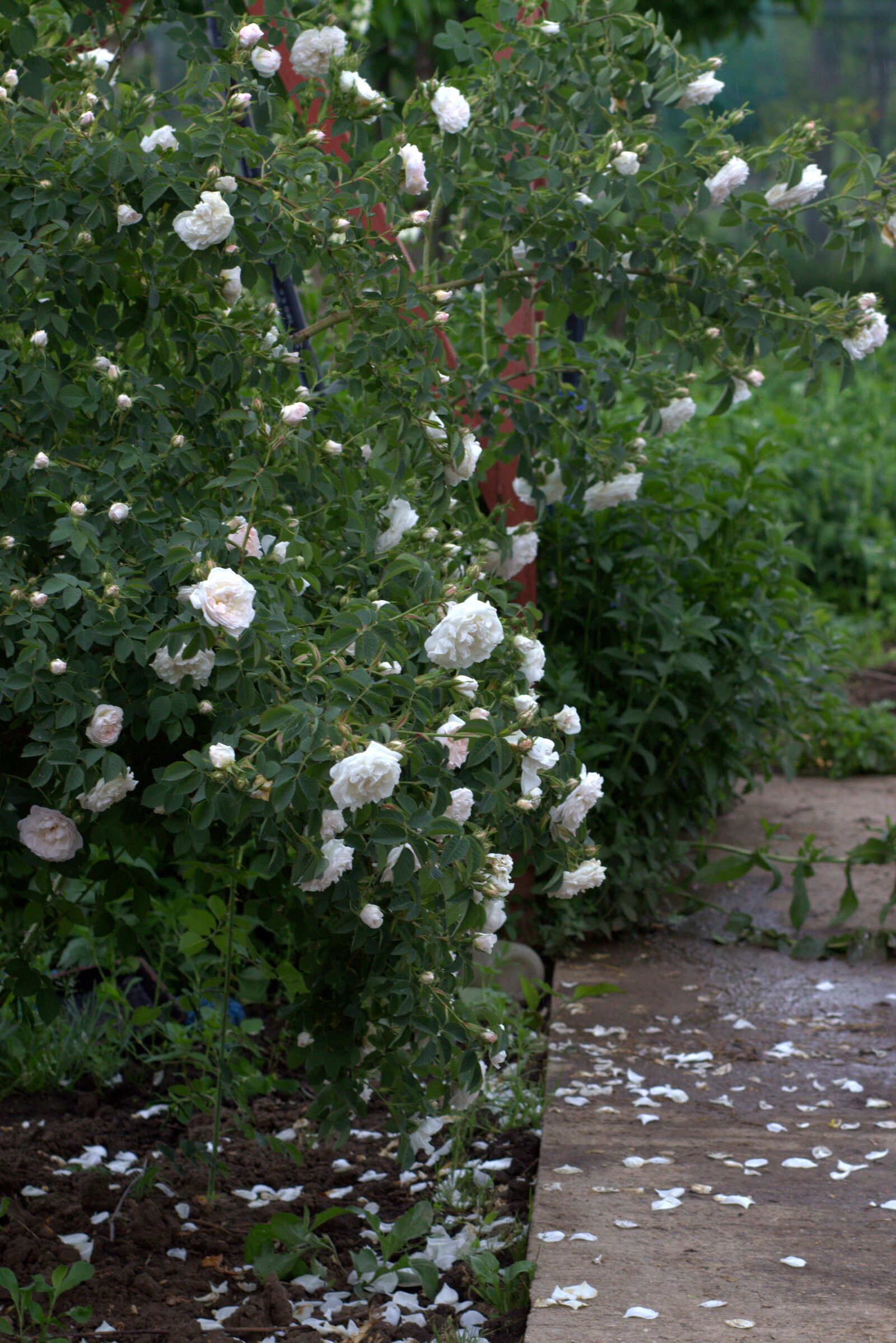 Canon EF 85mm F1.8 USM sample photo. Rose, white, bush photography